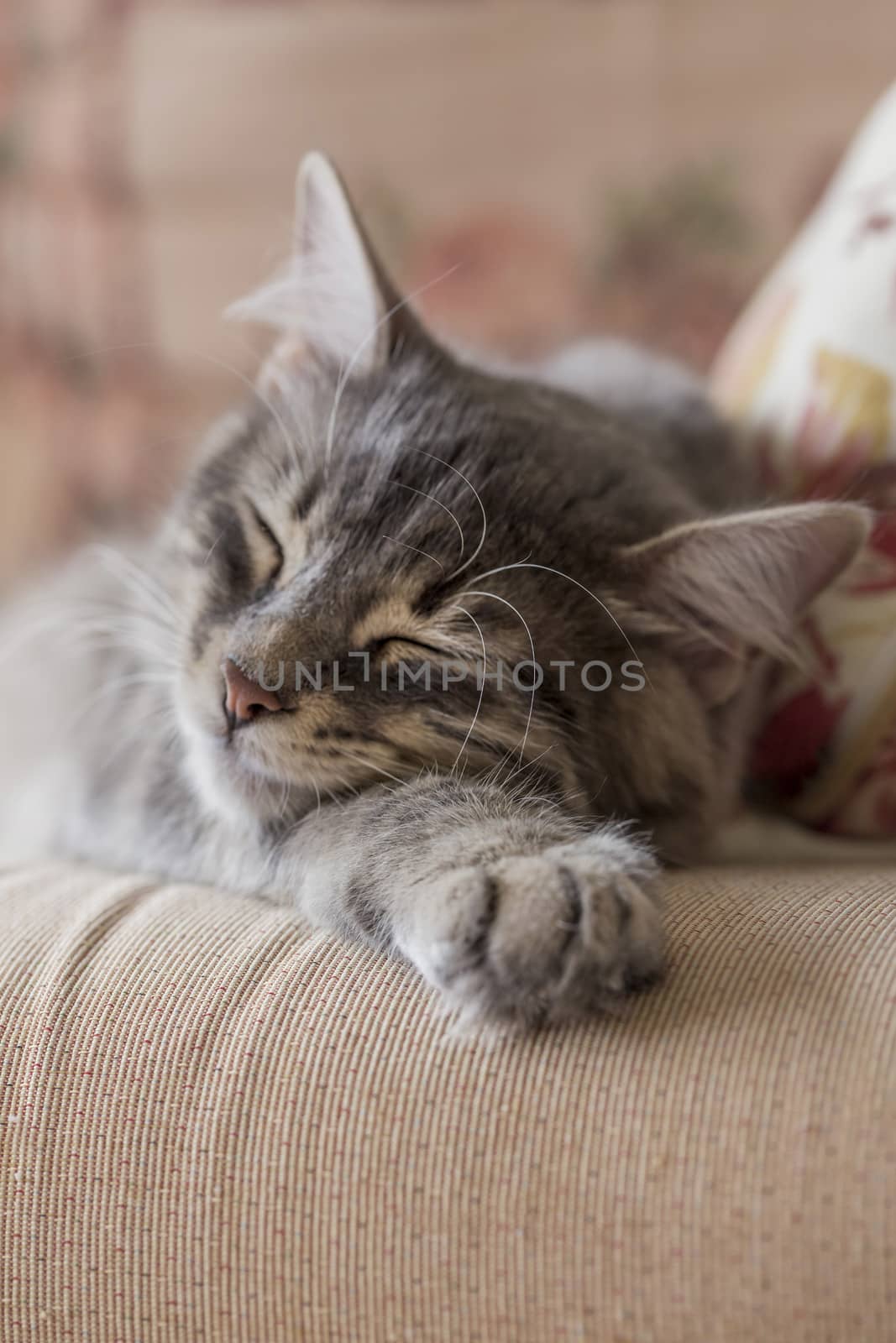 closeup face of a tabby kitten sleeping on bed  by bernanamoglu