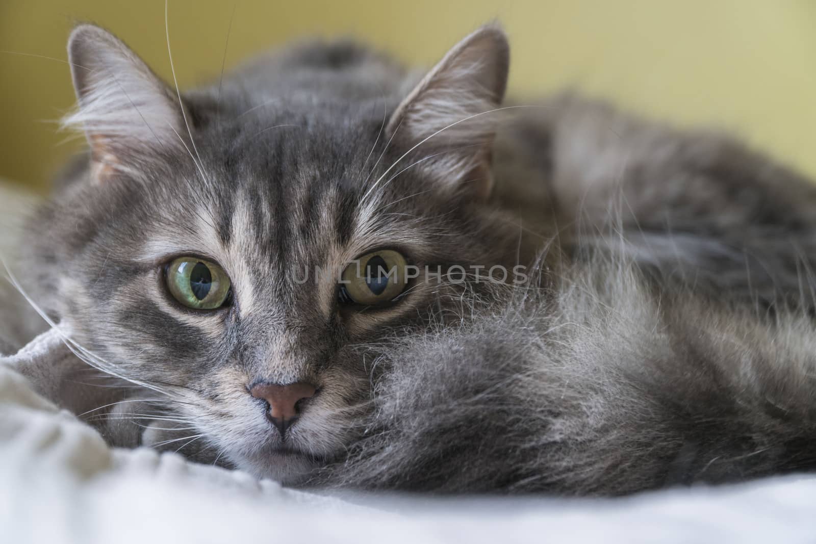 closeup of a cute tabby cat lying on bed at home