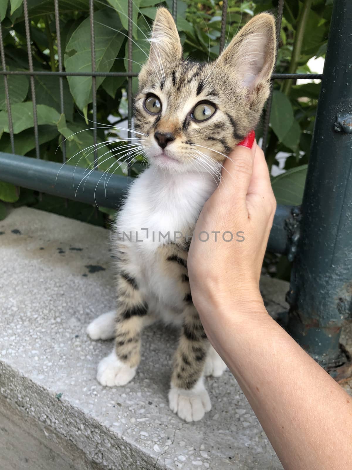 a female hand touch a cute kitten by bernanamoglu