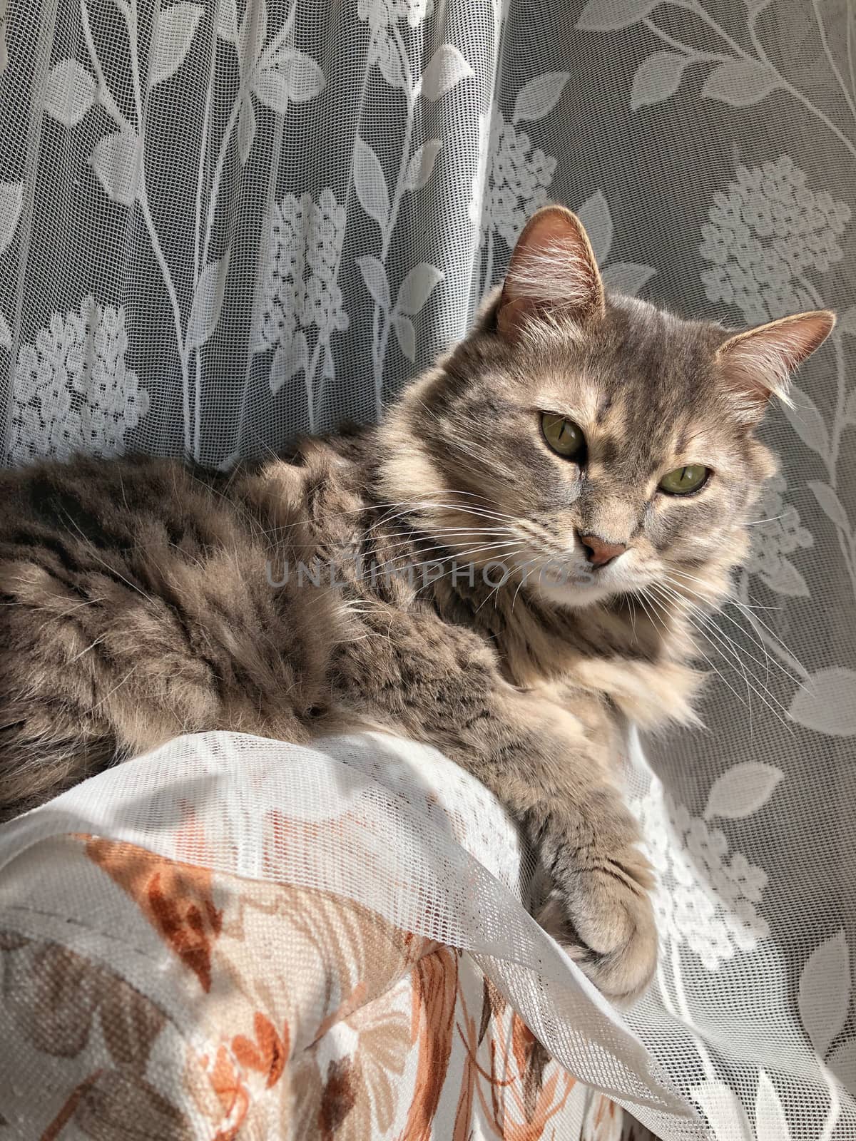 a cute gray tabby cat lying in curtain by bernanamoglu