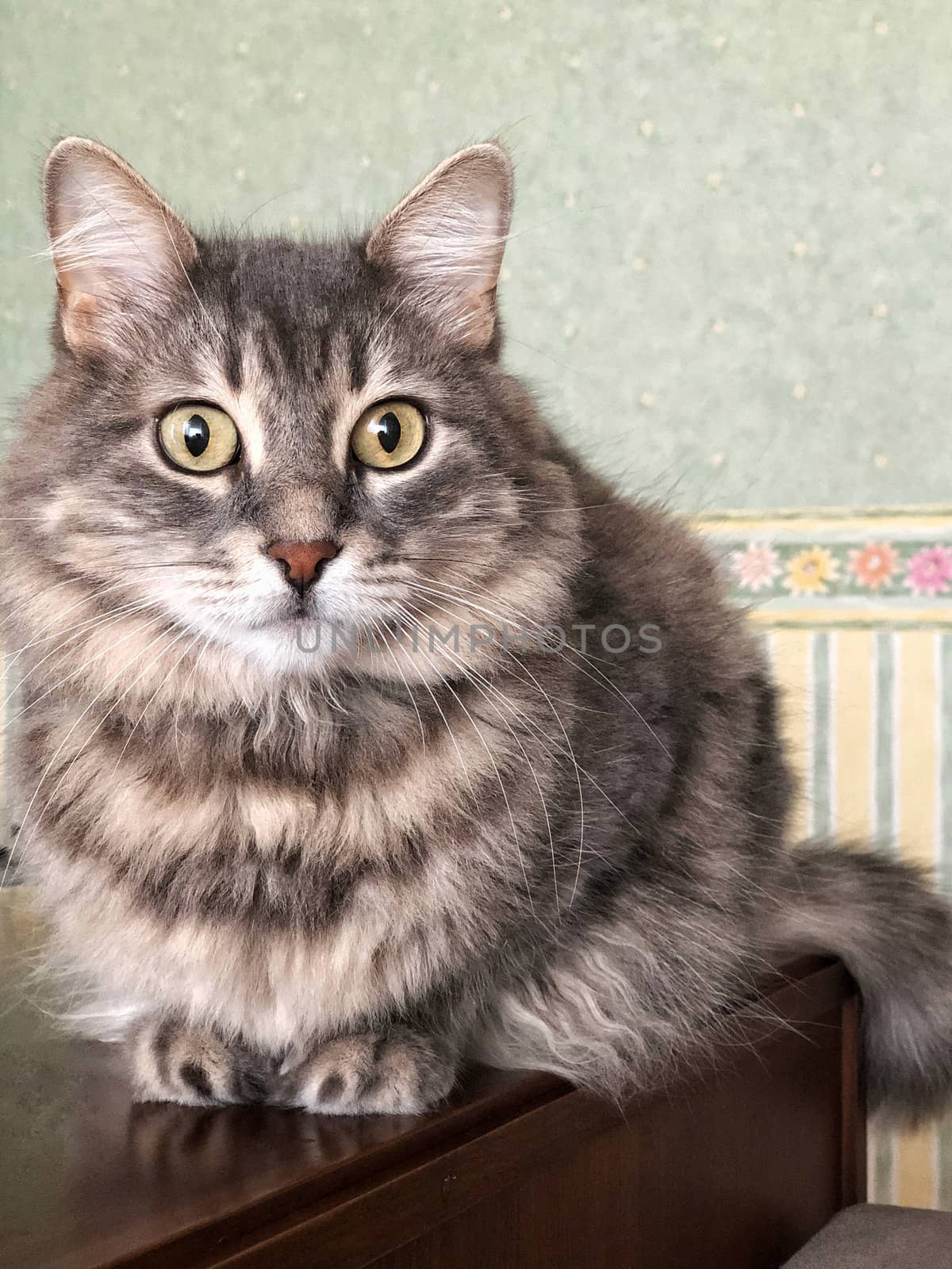 closeup of a cute gray tabby cat at home
