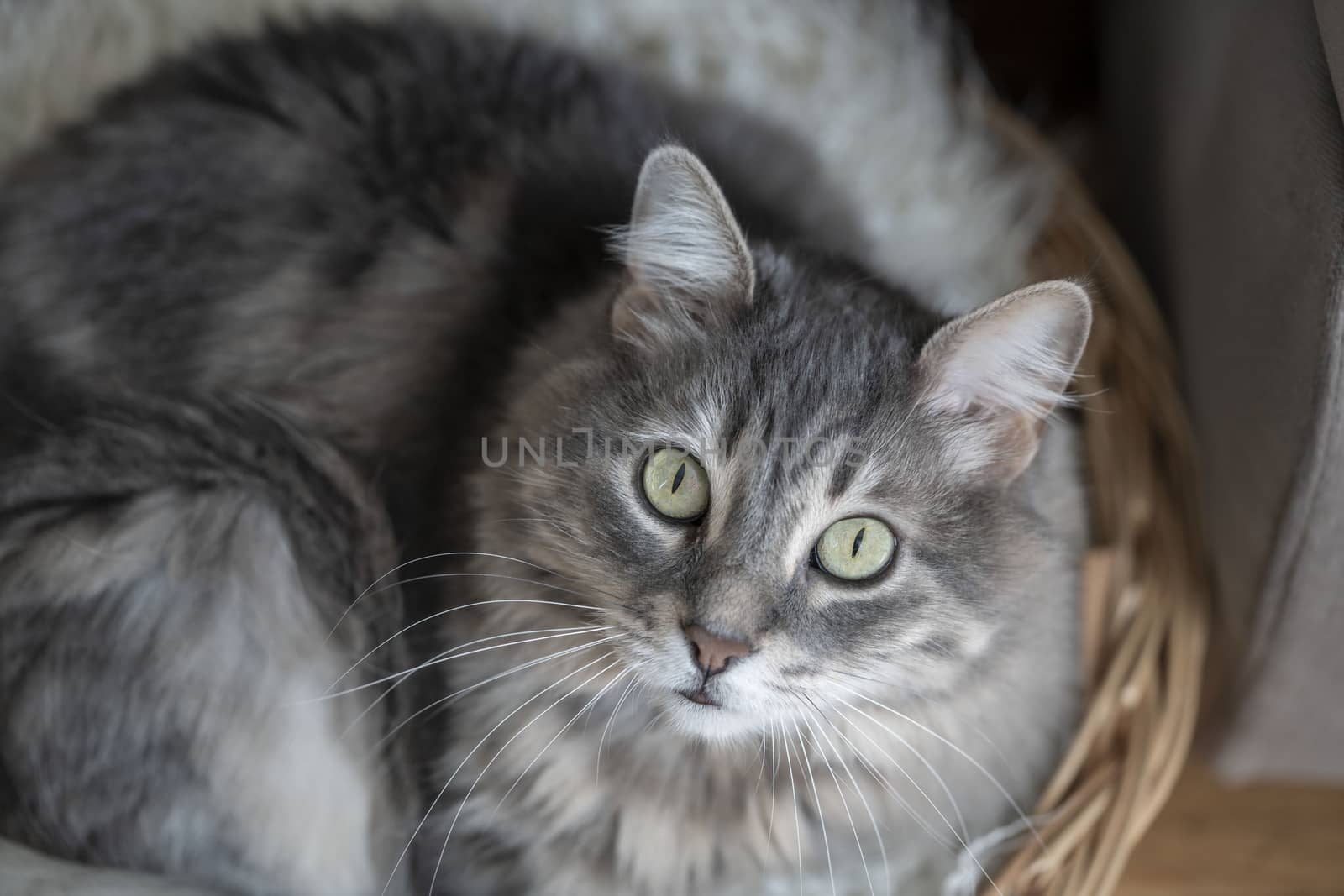 cute tabby gray cat looking at camera while lying on basket at home
