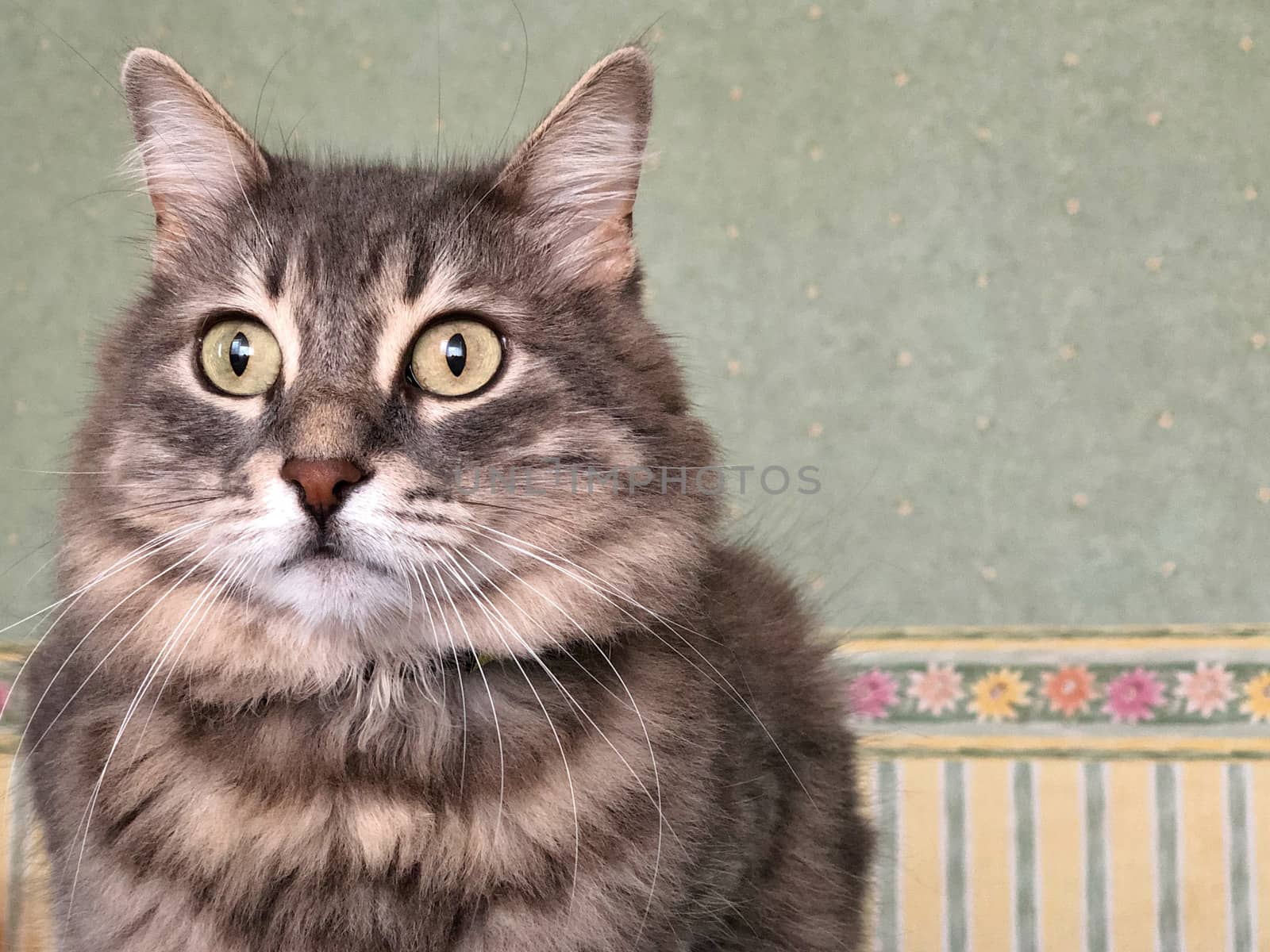 closeup of a cute gray tabby cat by bernanamoglu