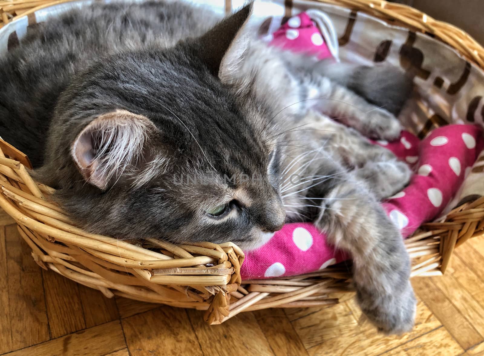 a cute gray cat resting in its basket at home