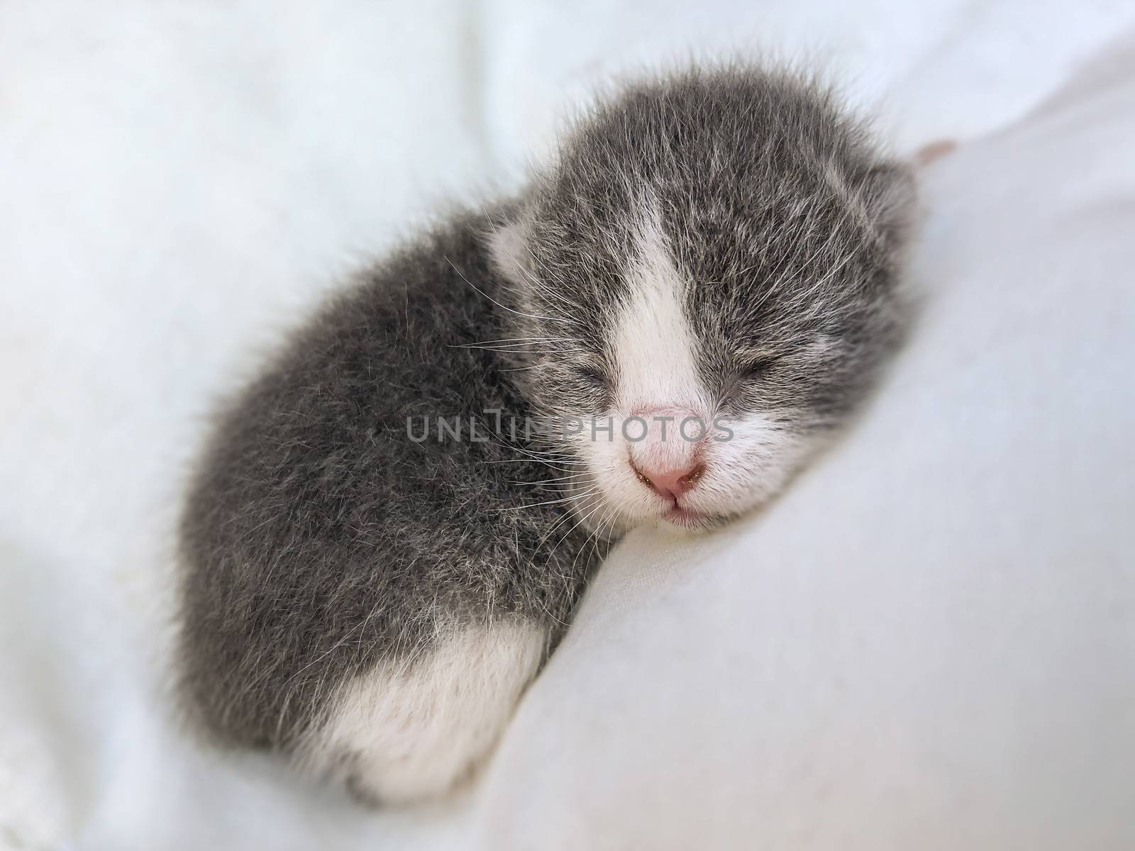 a cut newborn kitten sleeping on a white pillow with copy space