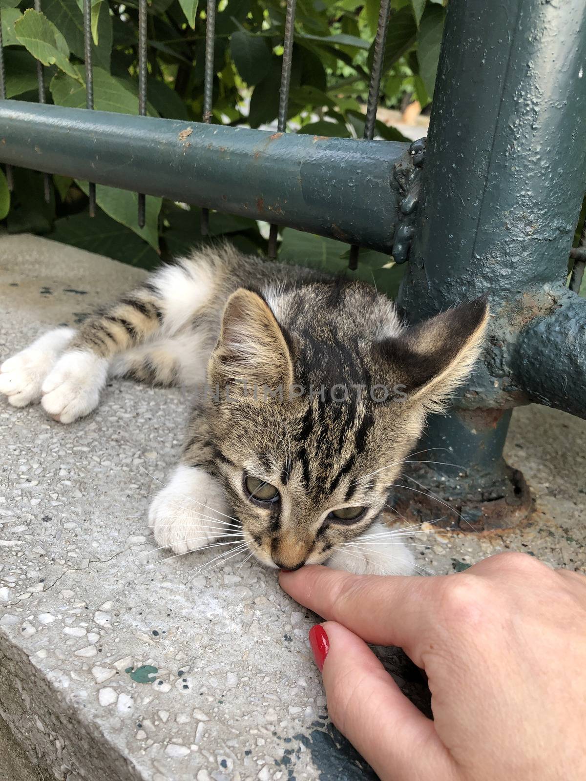 a female hand touch a cute kitten by bernanamoglu