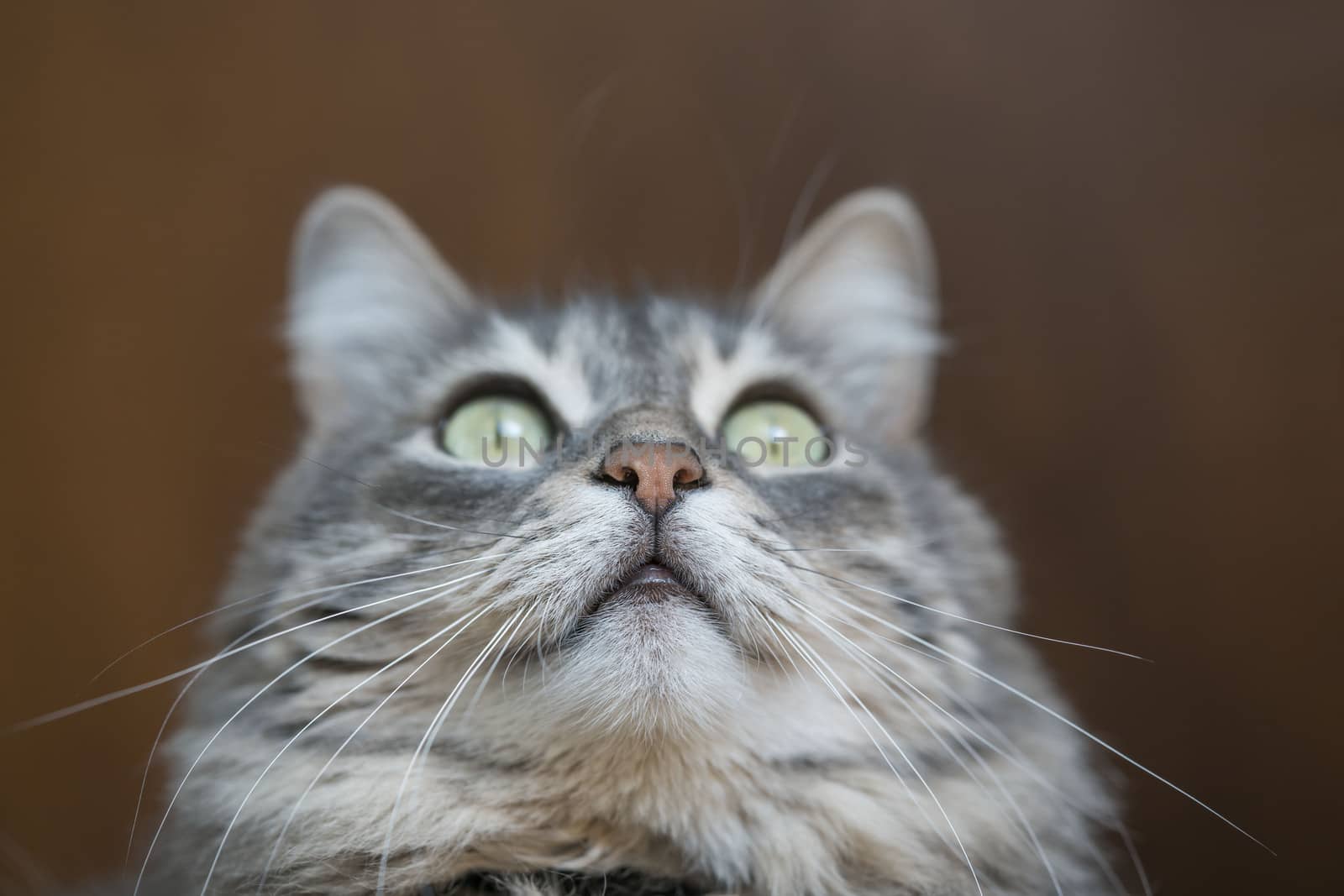 closeup face of a gray tabby cat looking up by bernanamoglu