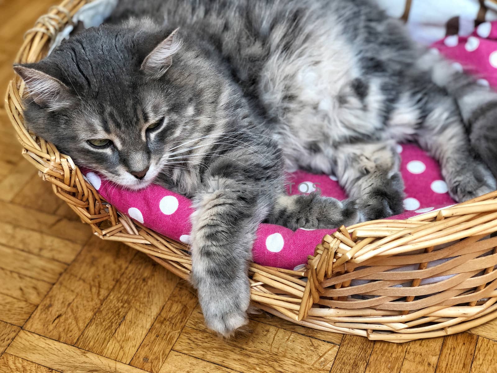 a cute gray cat resting in its basket at home
