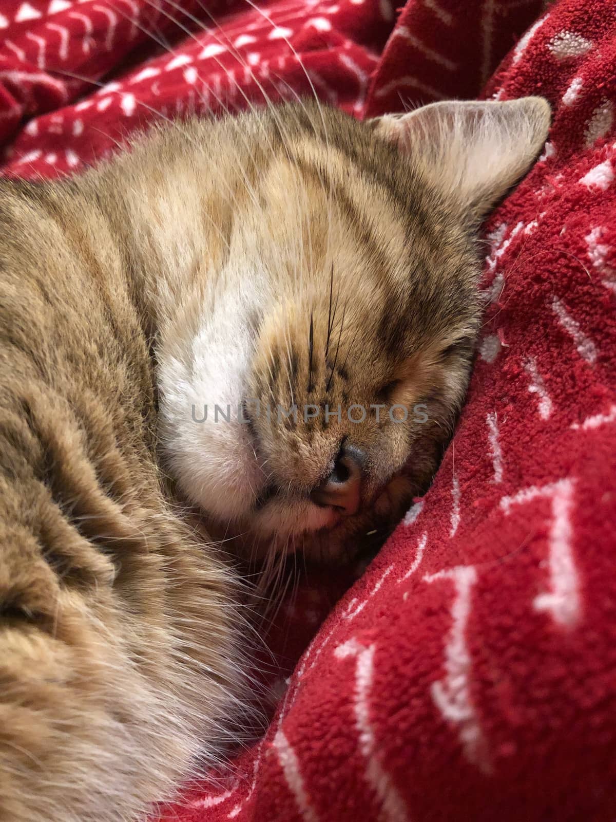 closeup of a cute tabby cat sleeping on bed by bernanamoglu
