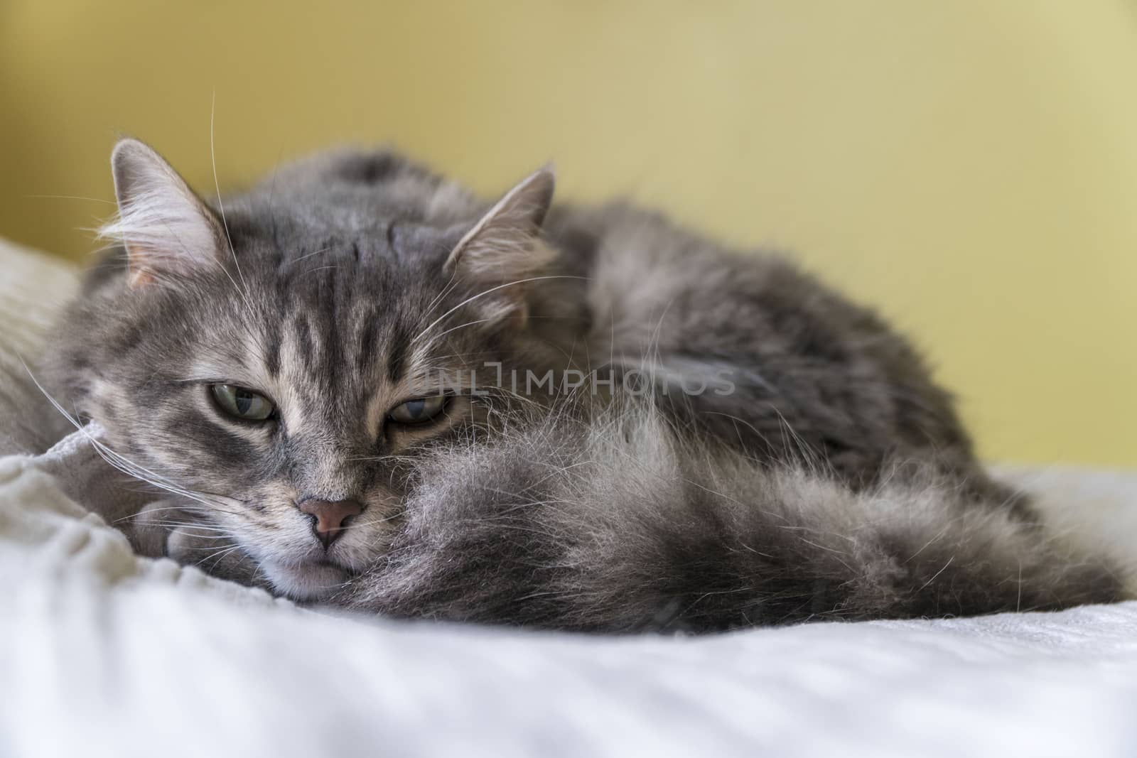 closeup of a cute tabby cat lying on bed at home