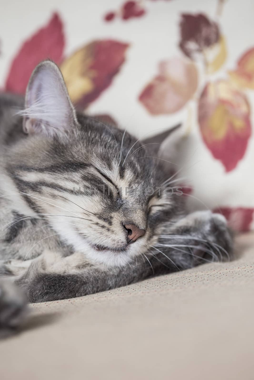closeup face of a gray tabby kitten sleeping on bed at home