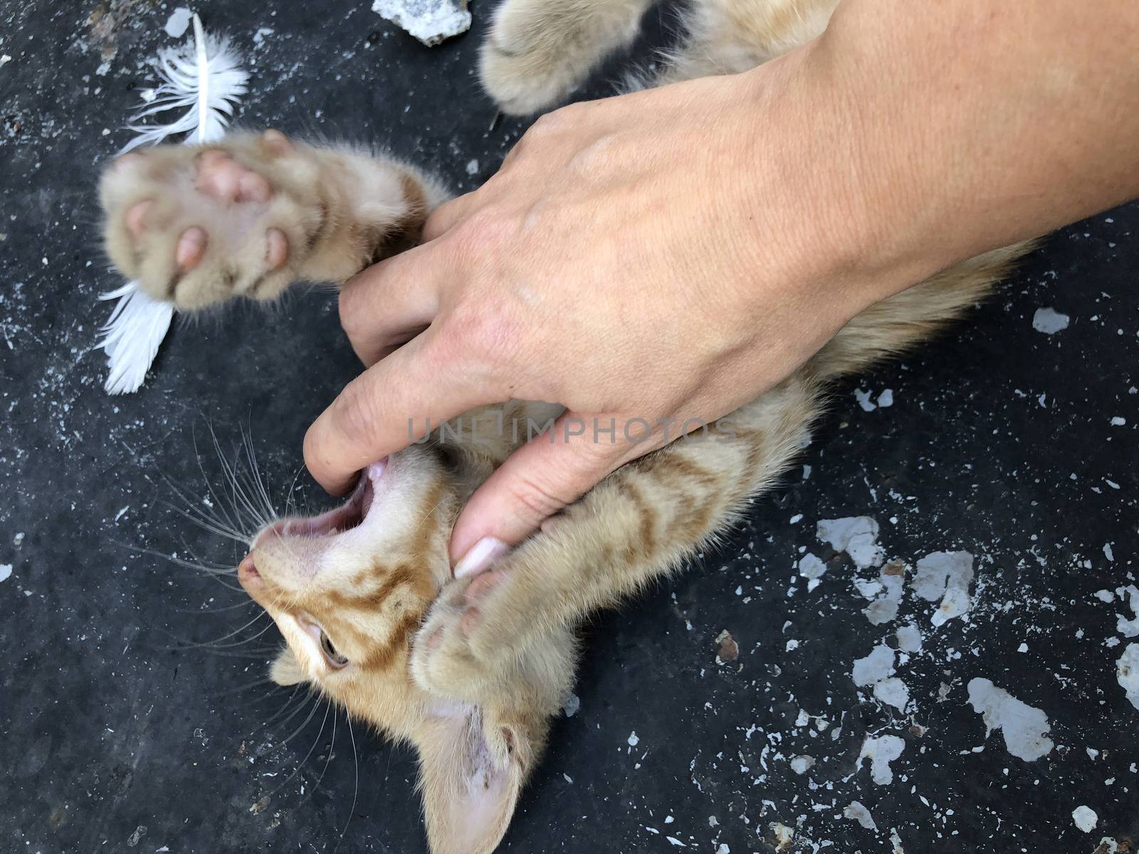 hand of a woman playing with a cute yellow kitten
