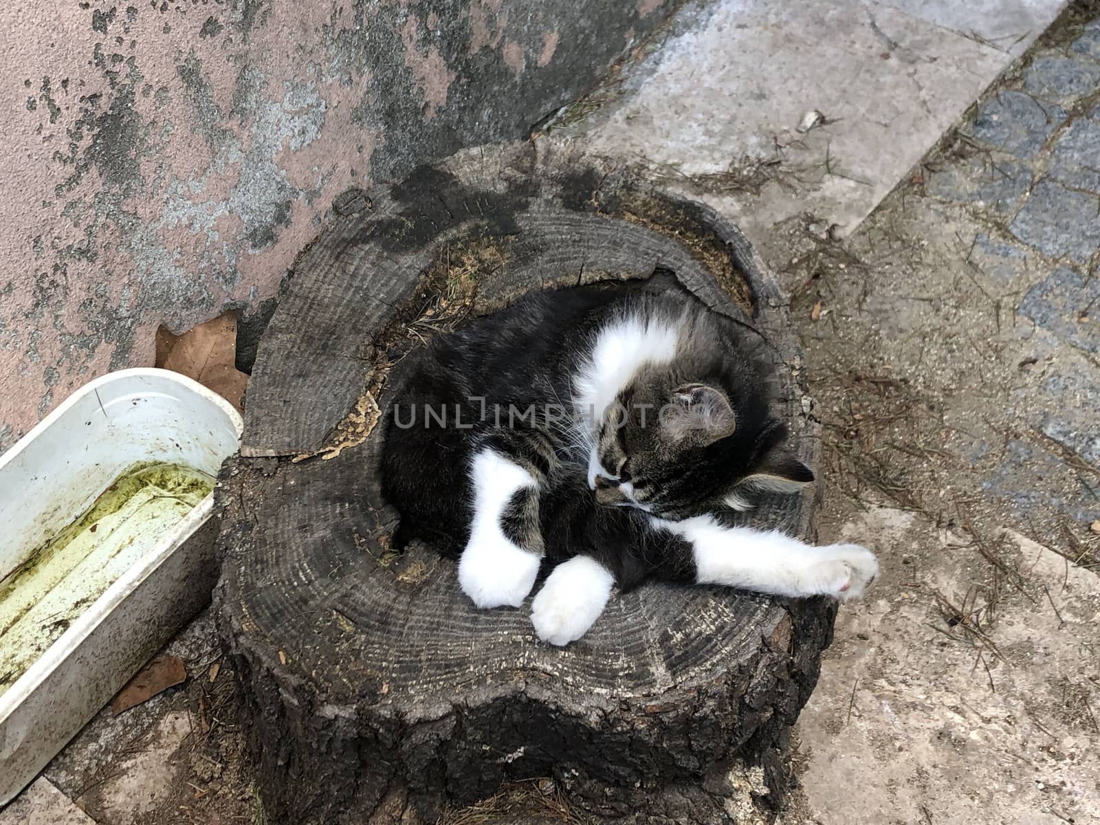 a cute cat sleeping on log of tree at street by bernanamoglu