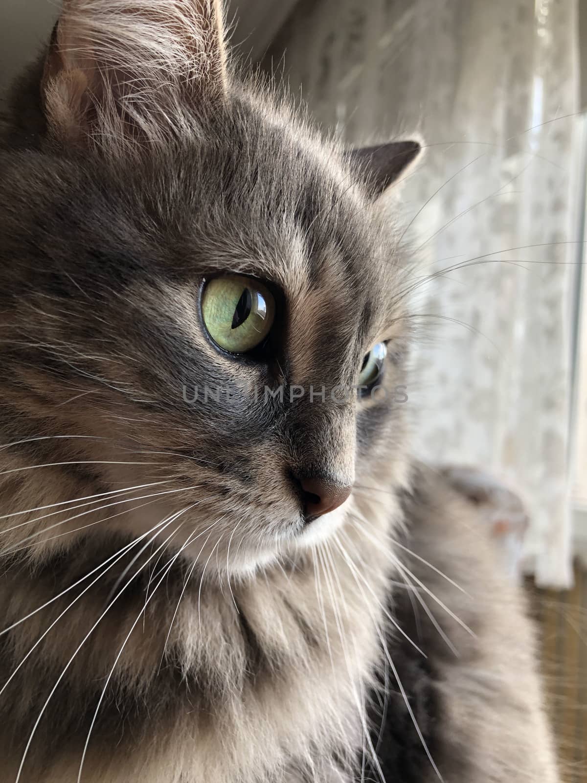 closeup of a cute tabby gray cat at home