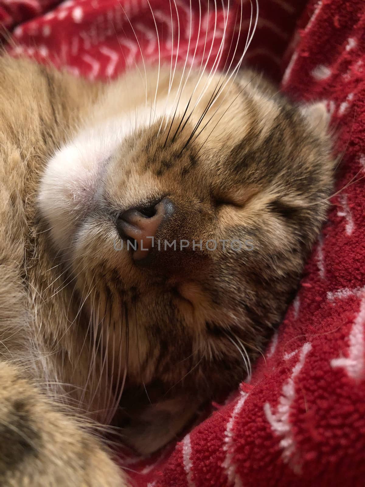 closeup of a cute tabby cat sleeping by bernanamoglu
