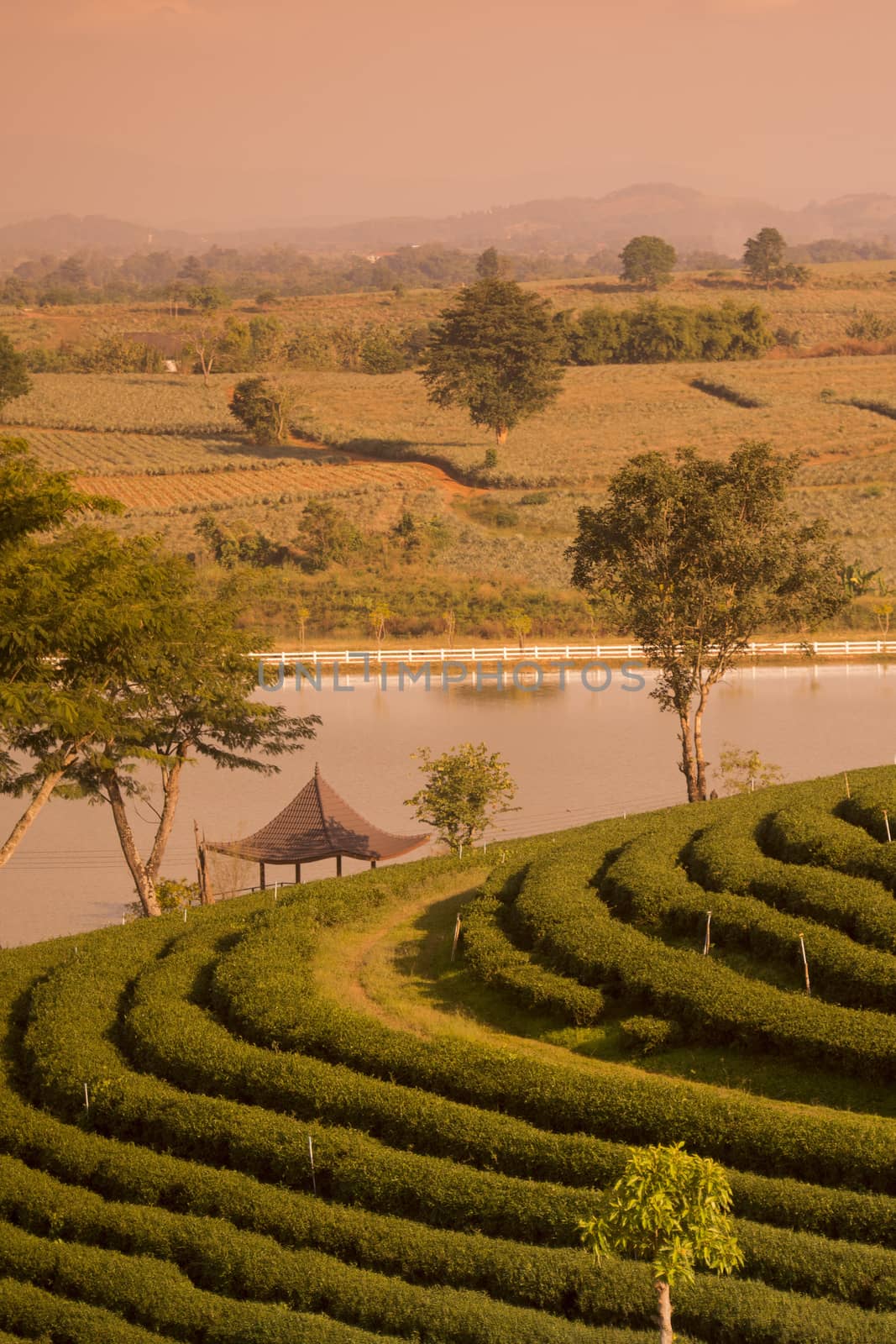 the tea plantation of Choui Fong Tea at the town of Mae Chan north of the city Chiang Rai in North Thailand.