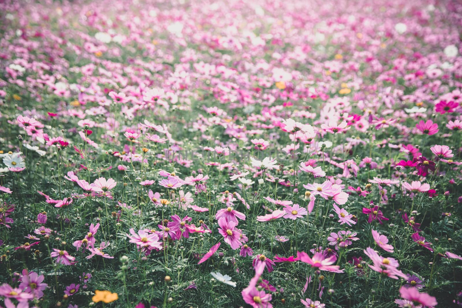 Cosmos flowers background in vintage style 