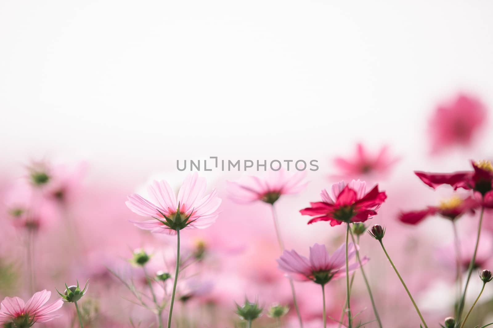 Cosmos flowers background in vintage style 