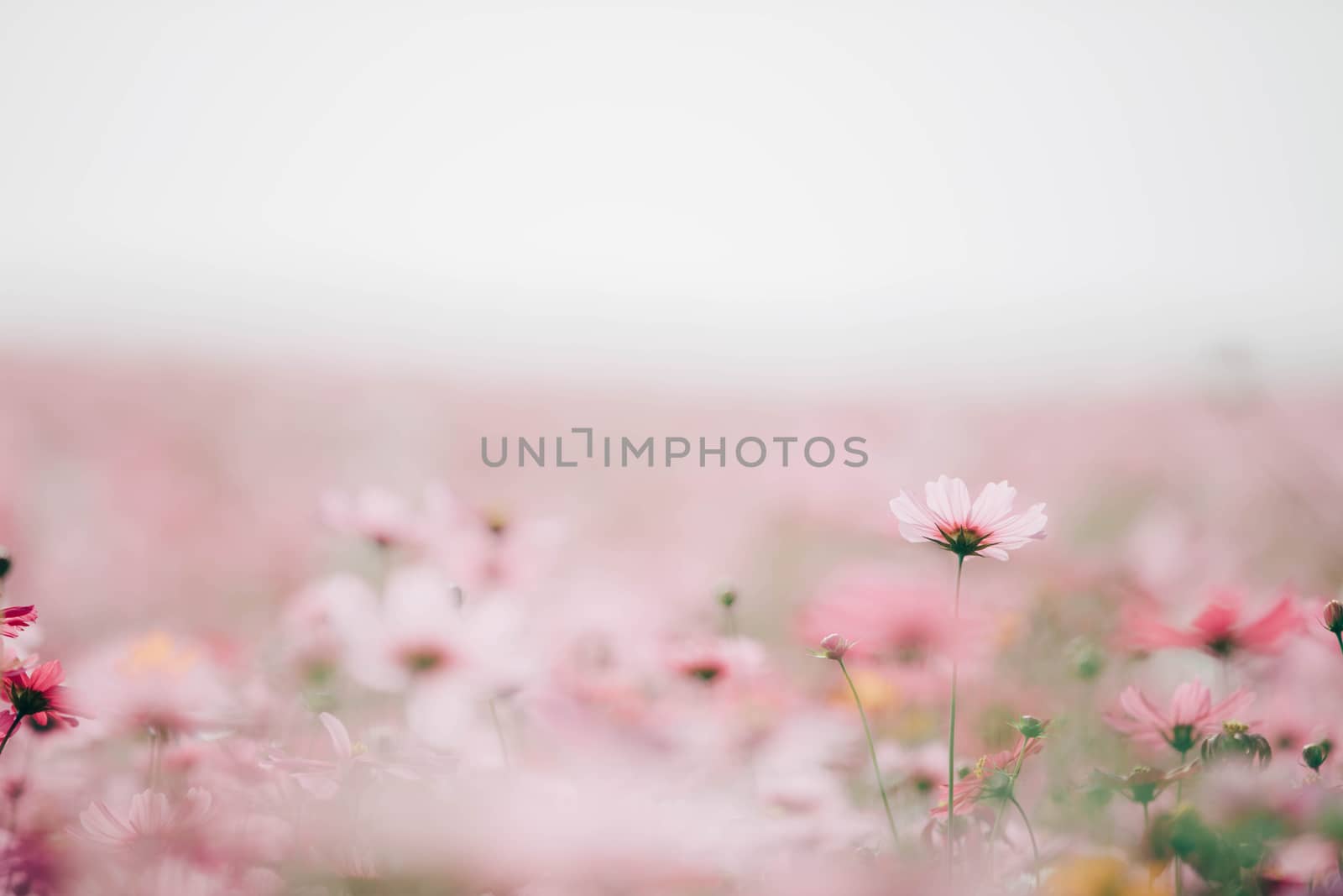 Cosmos flowers background in vintage style  by piyato