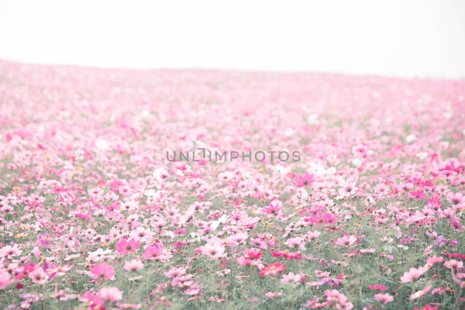 Cosmos flowers background in vintage style 