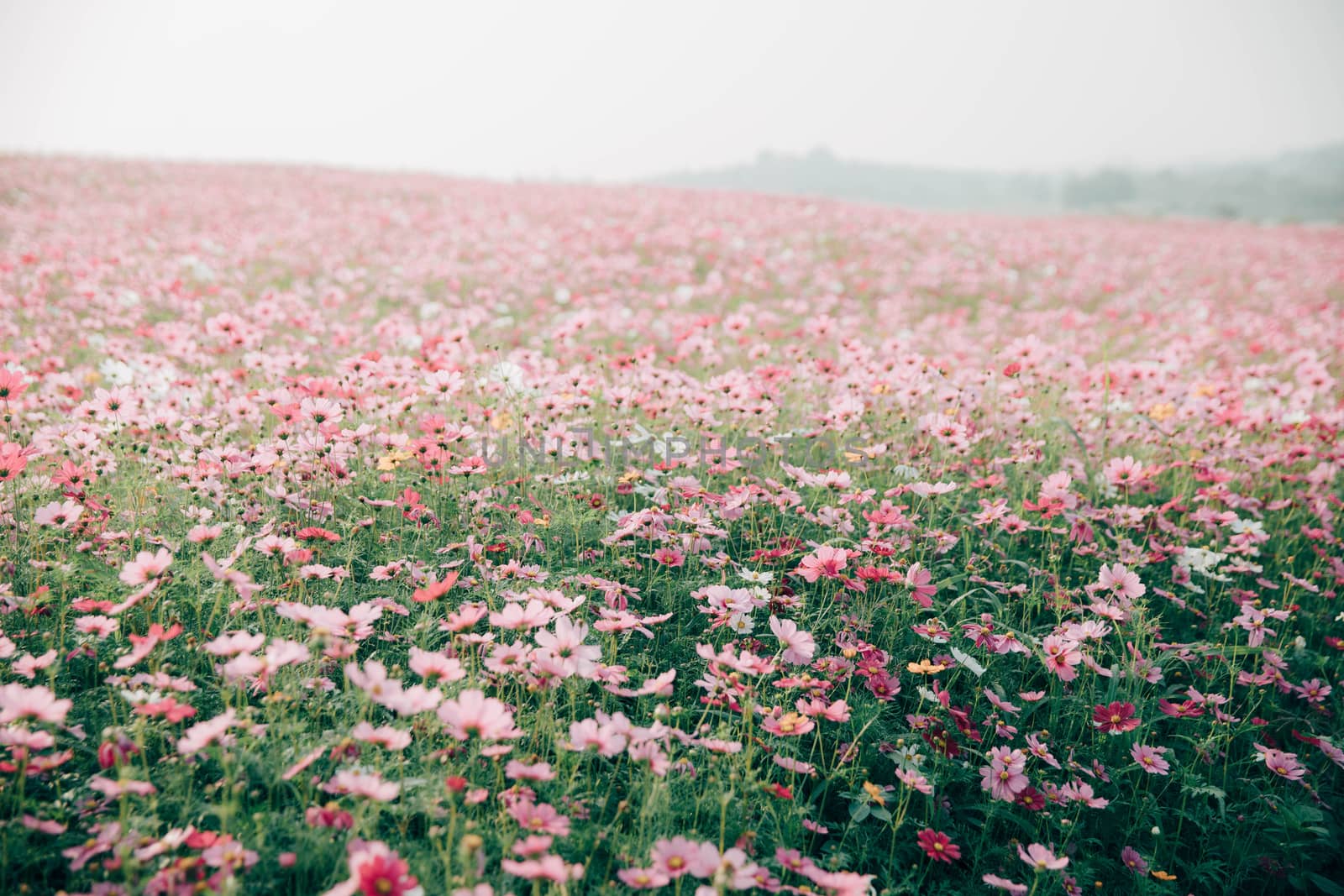 Cosmos flowers background in vintage style 