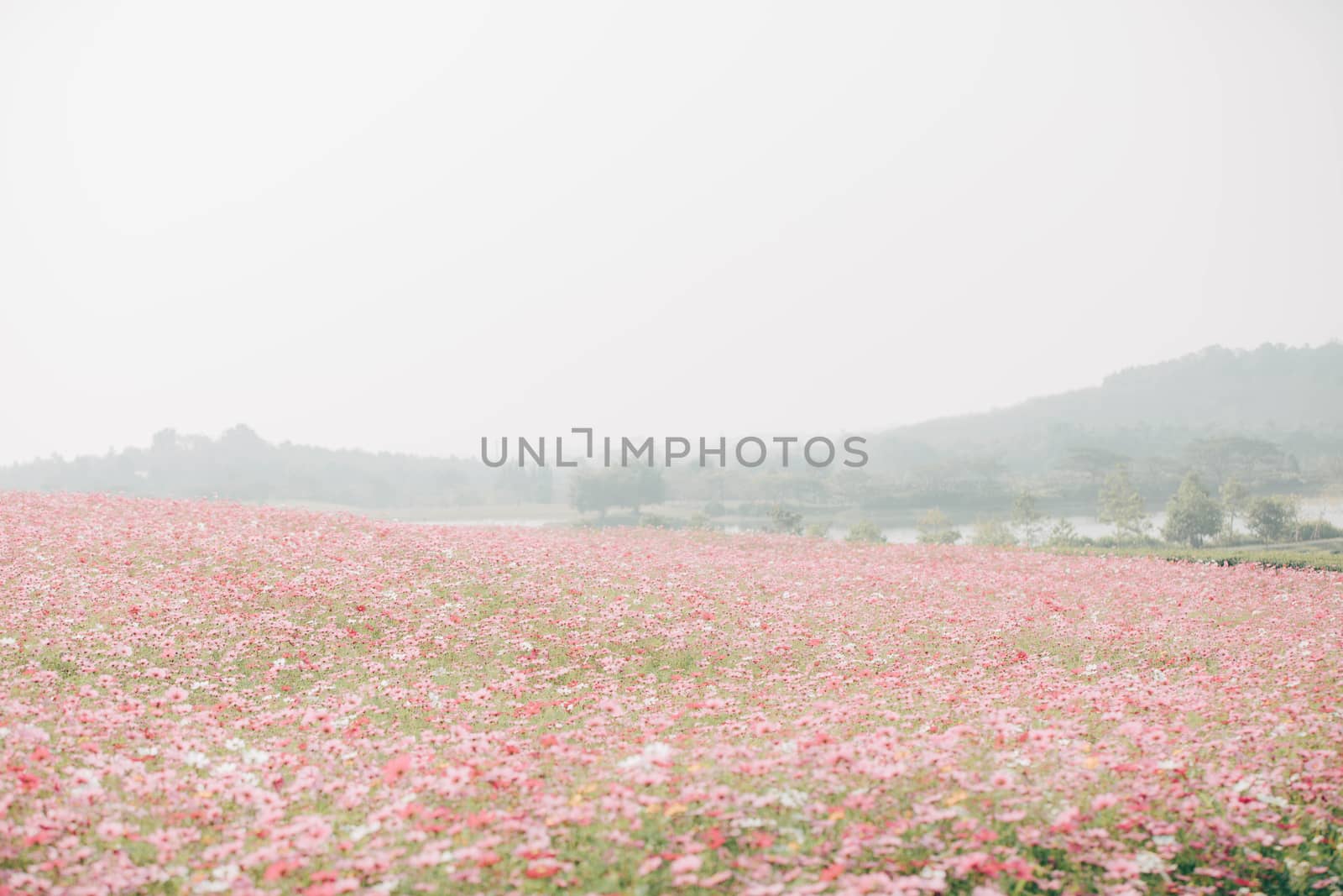 Cosmos flowers background in vintage style  by piyato