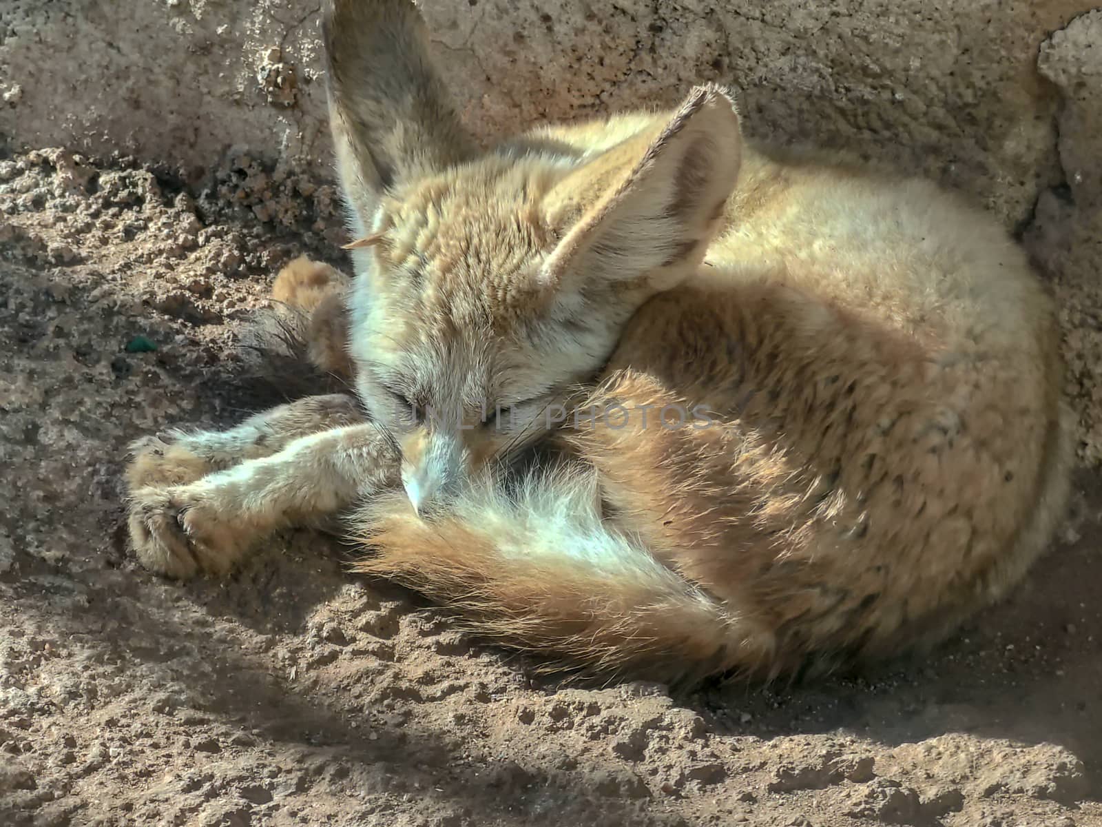 A fox sleeping quitely in the zoo by devoxer