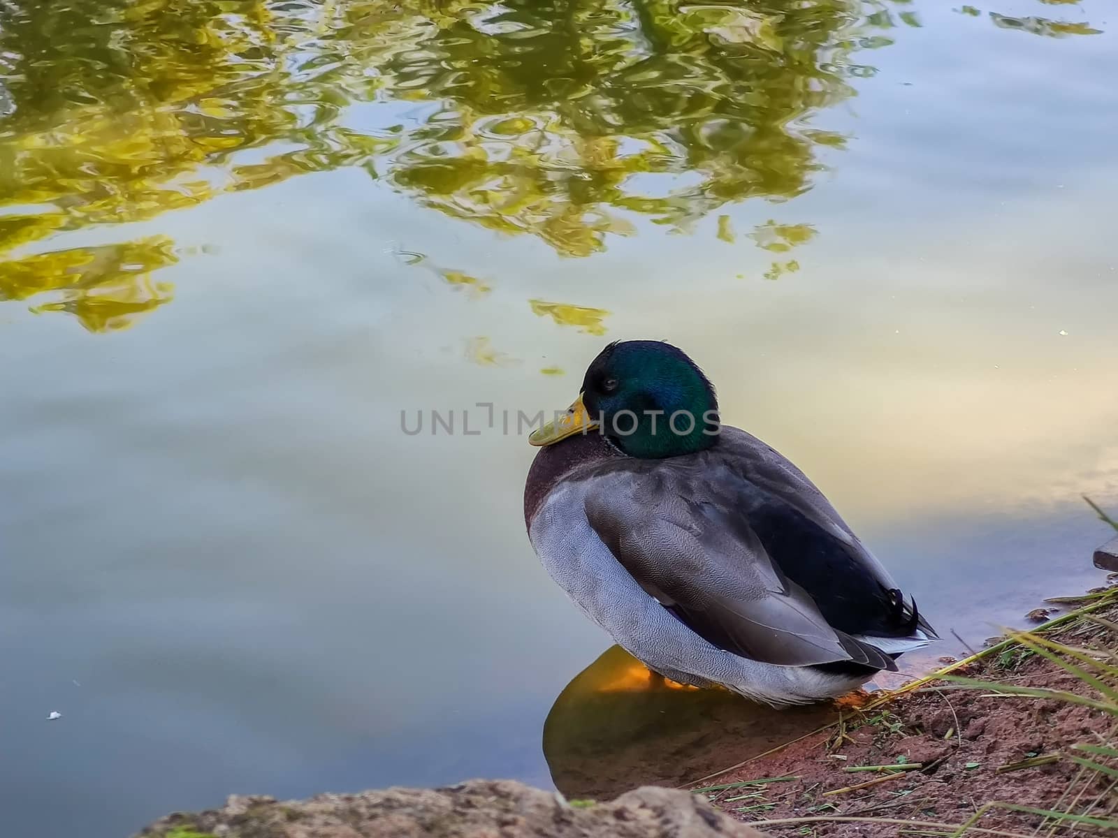 a small duck on the edge of the pond