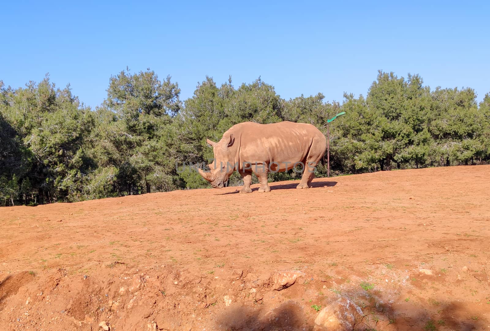 A huge rhino standing in the zoo by devoxer