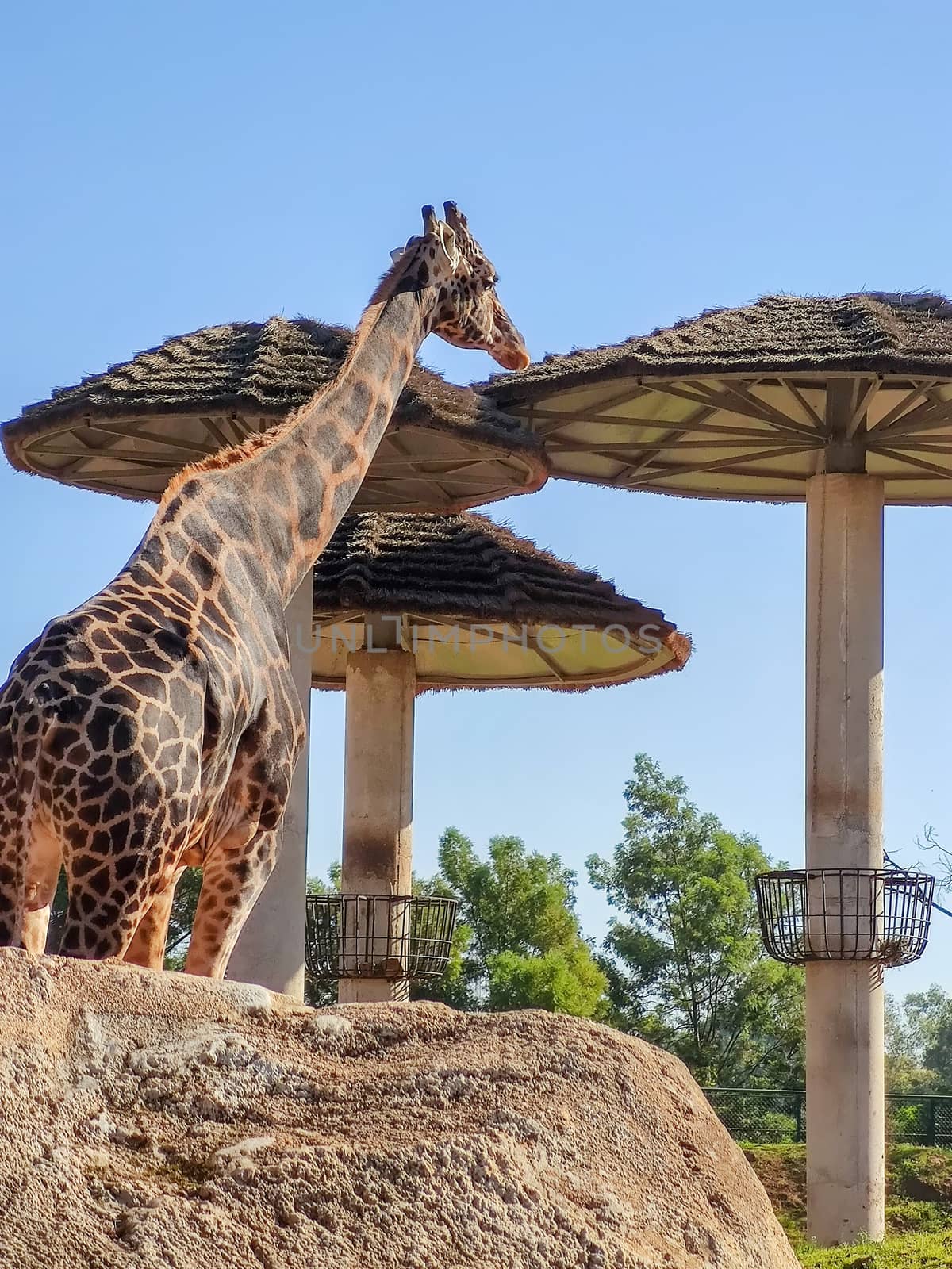 a large giraffe looking to something in the zoo