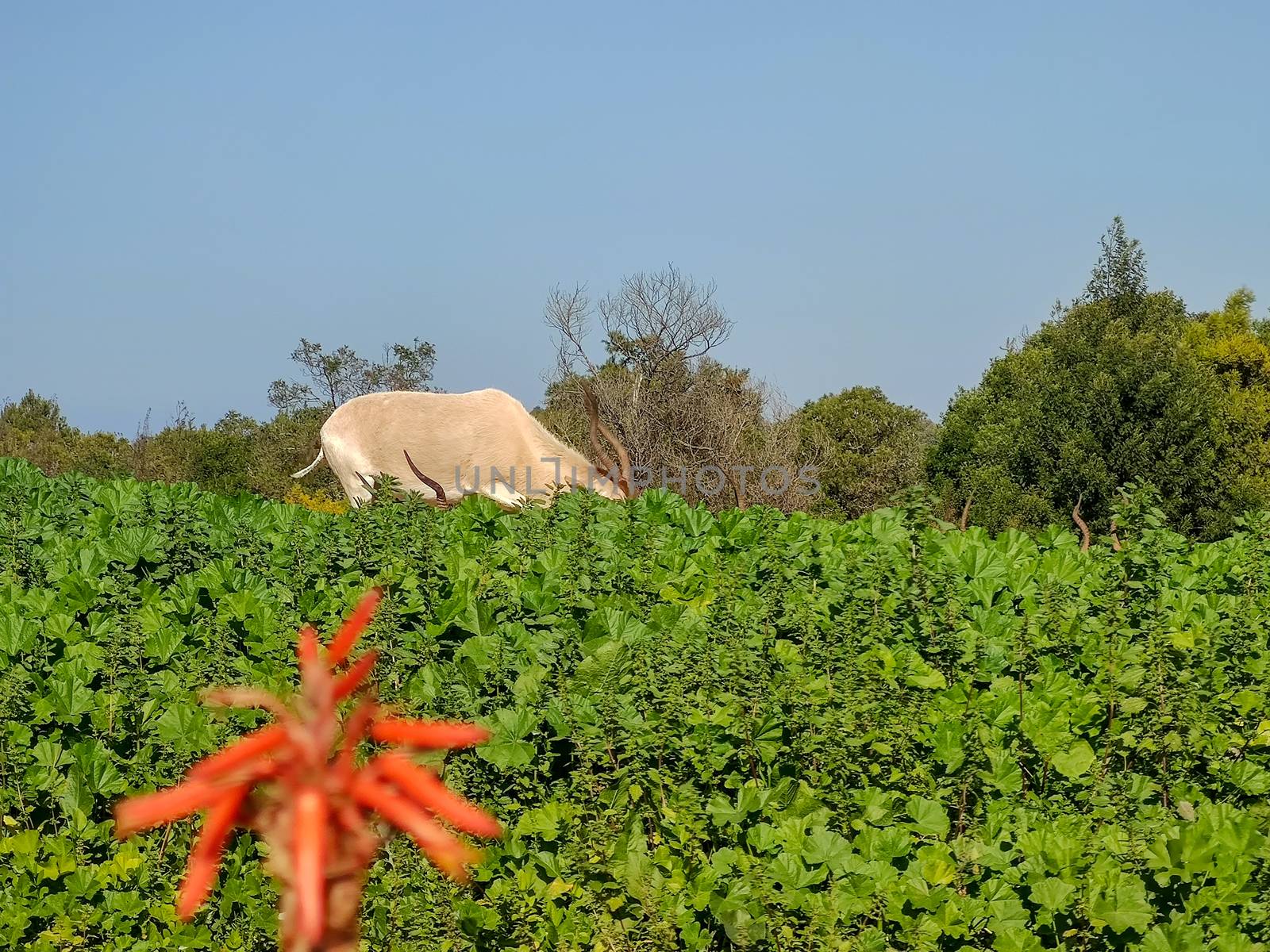 Orange plant behind an indian cow