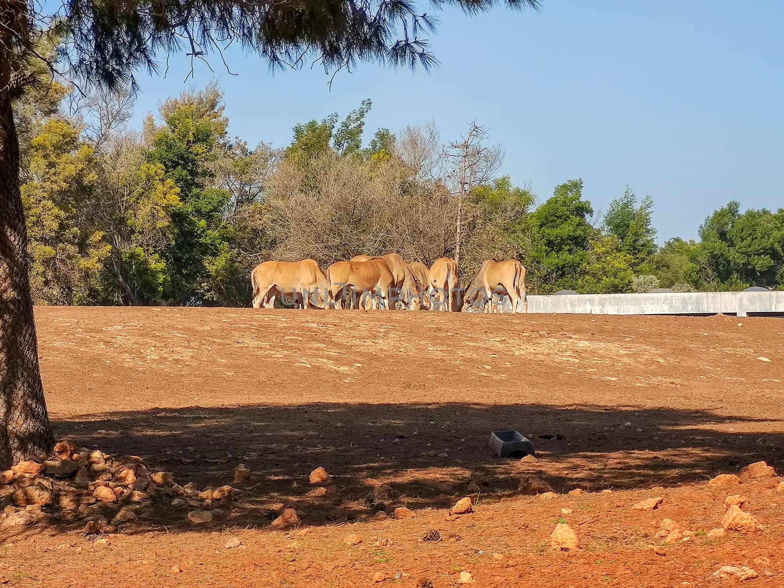 a group gazelles eating together by devoxer