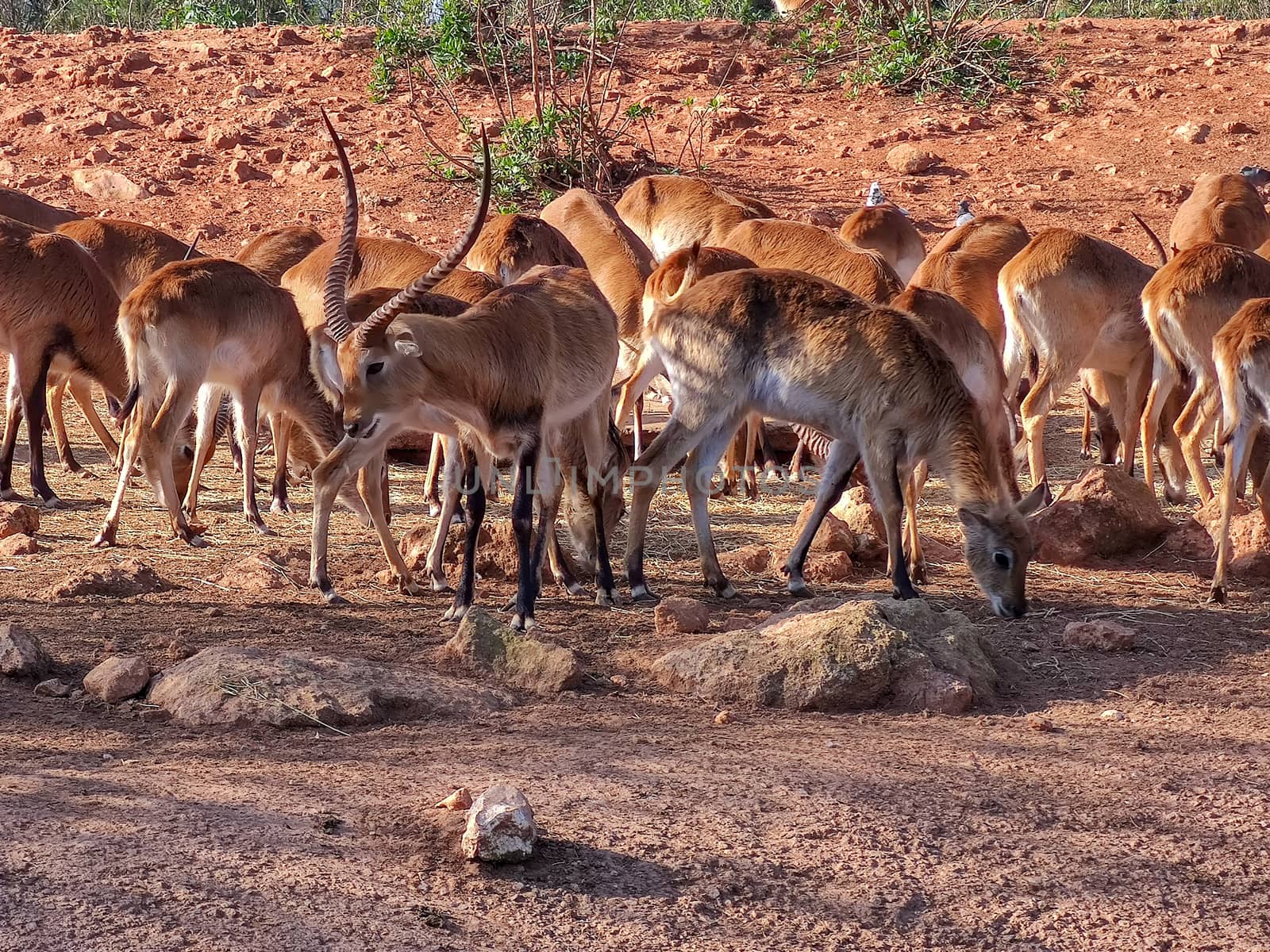 A group of beautiful deers sitting together