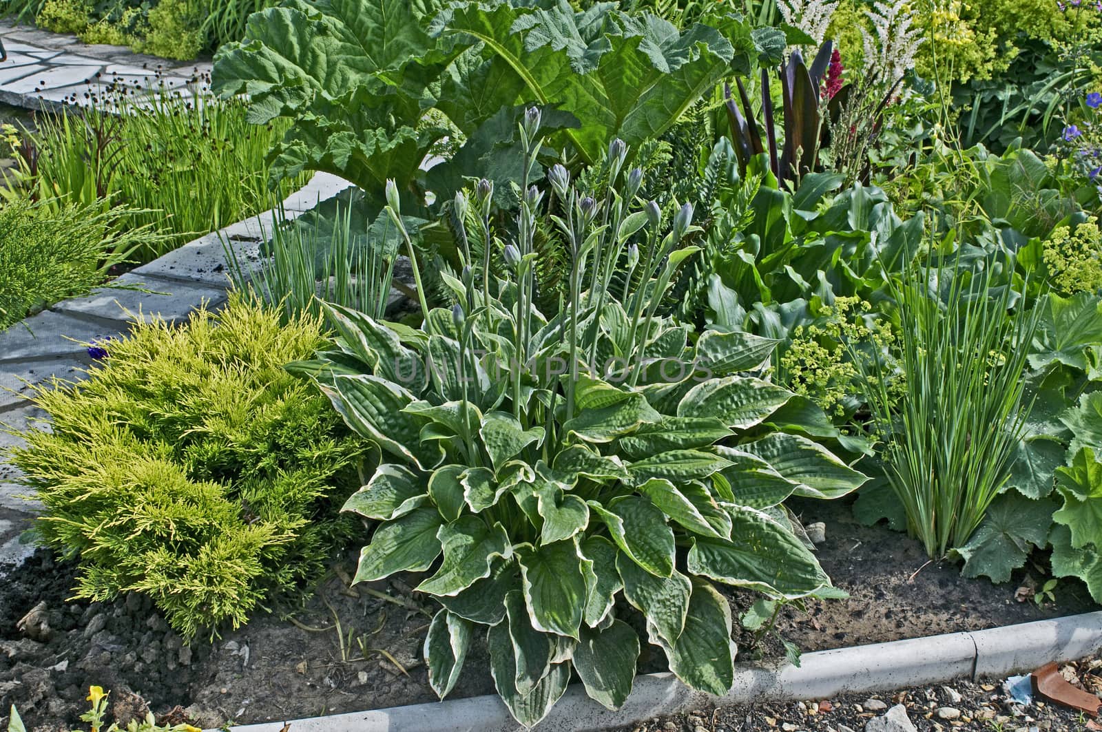 Flowering Hosta Aureomarginata' in a cottage garden border