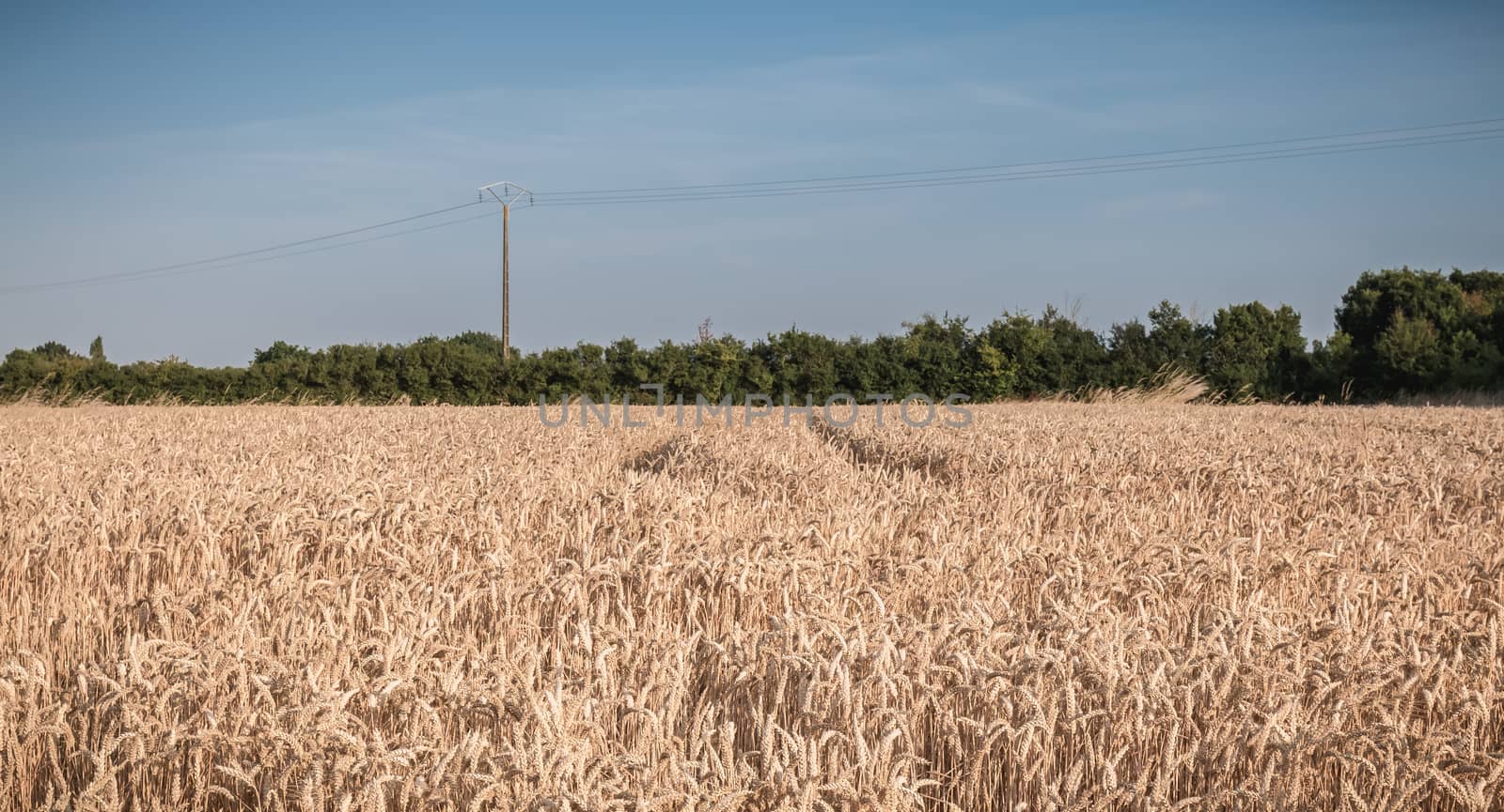 wheat field matured just before the harvest in France