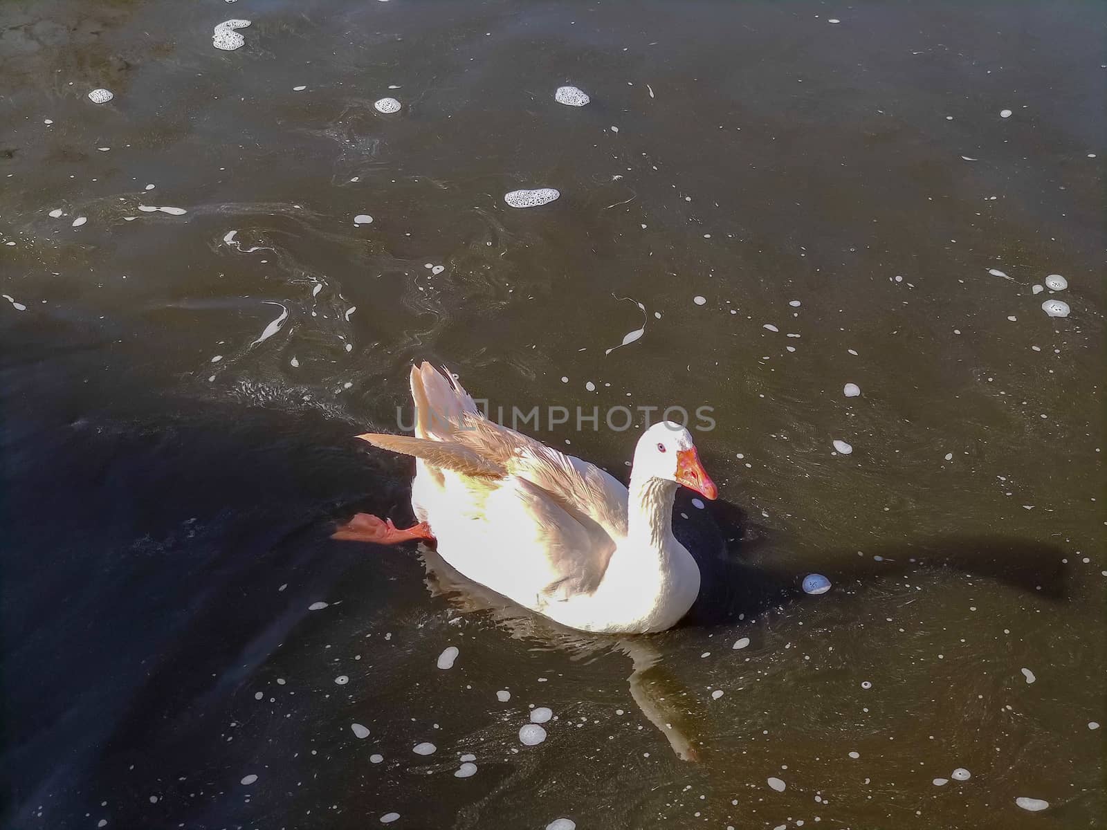 a white swan in a pond by devoxer
