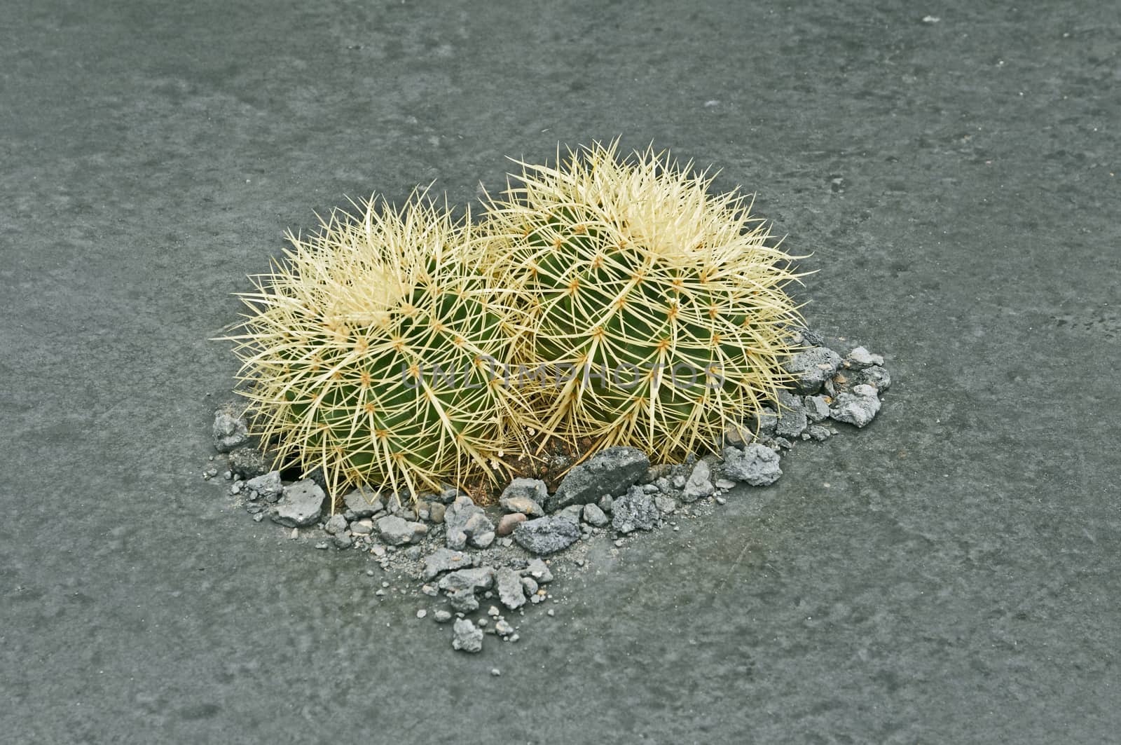 Man versus Nature … Cactus plants reclaiming neglected land