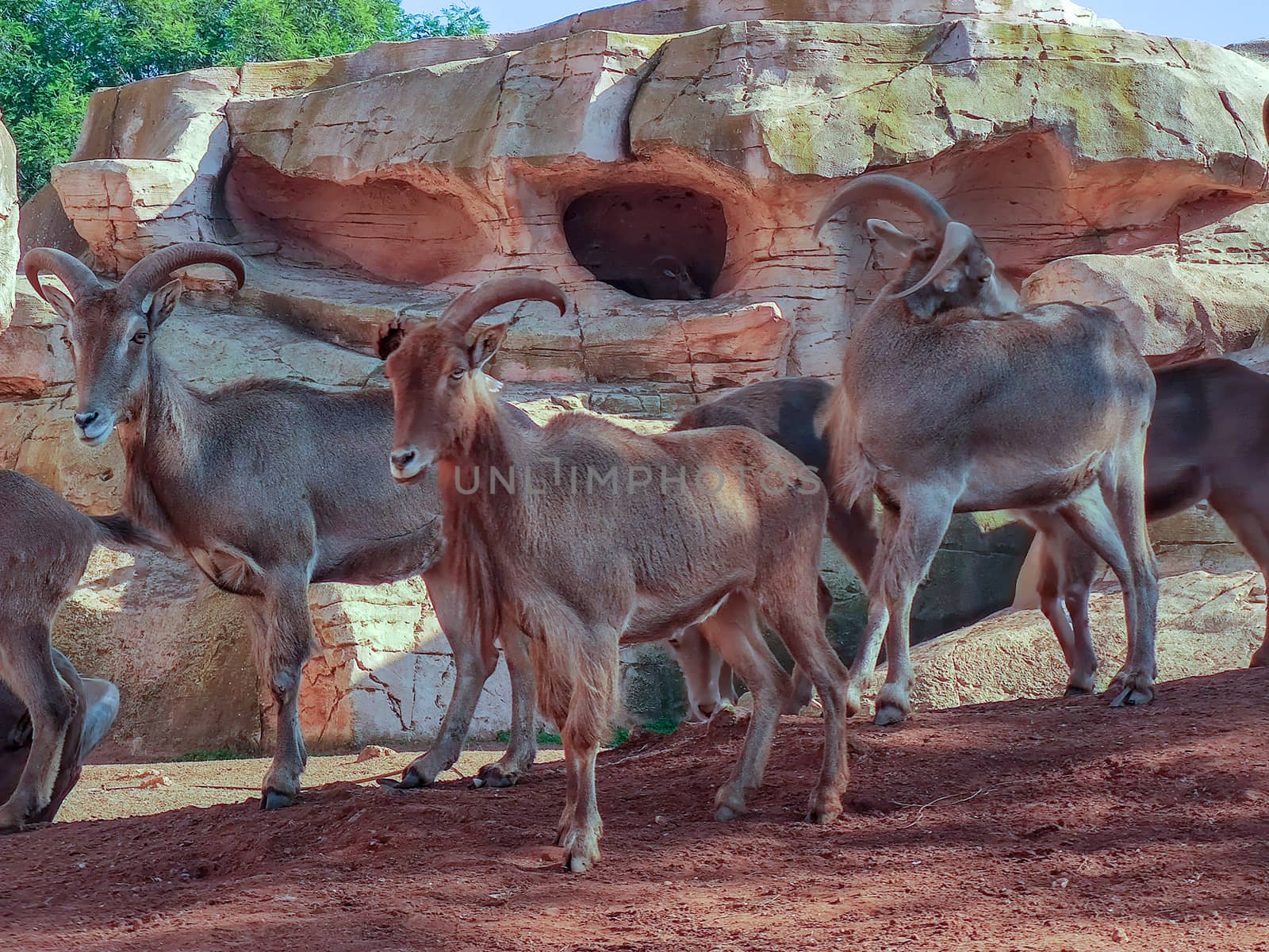 a beautiful group of goats by devoxer