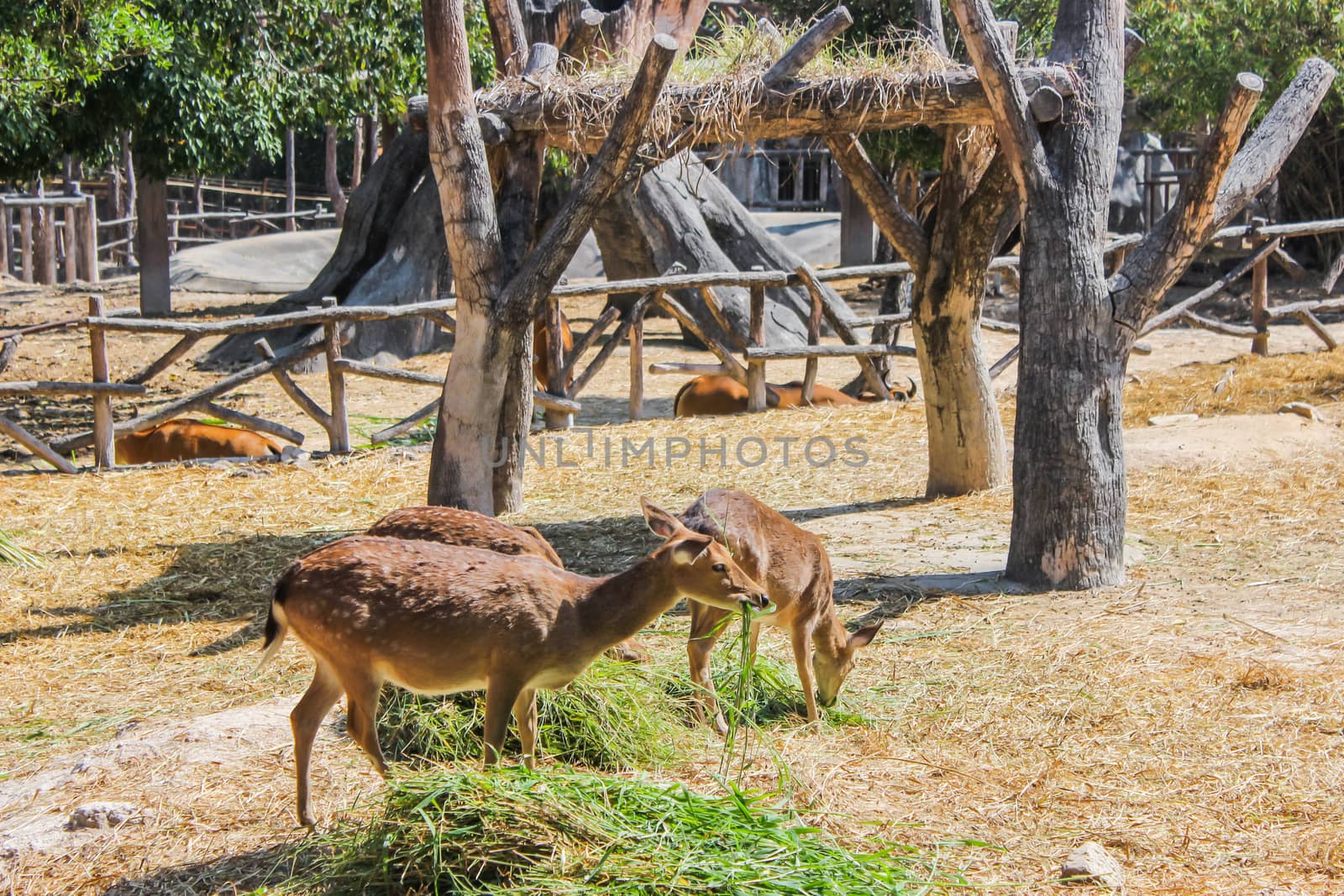 Group brown deer female and male full grown at eating grass fresh and hay in natural zoo and popular tourist destination.