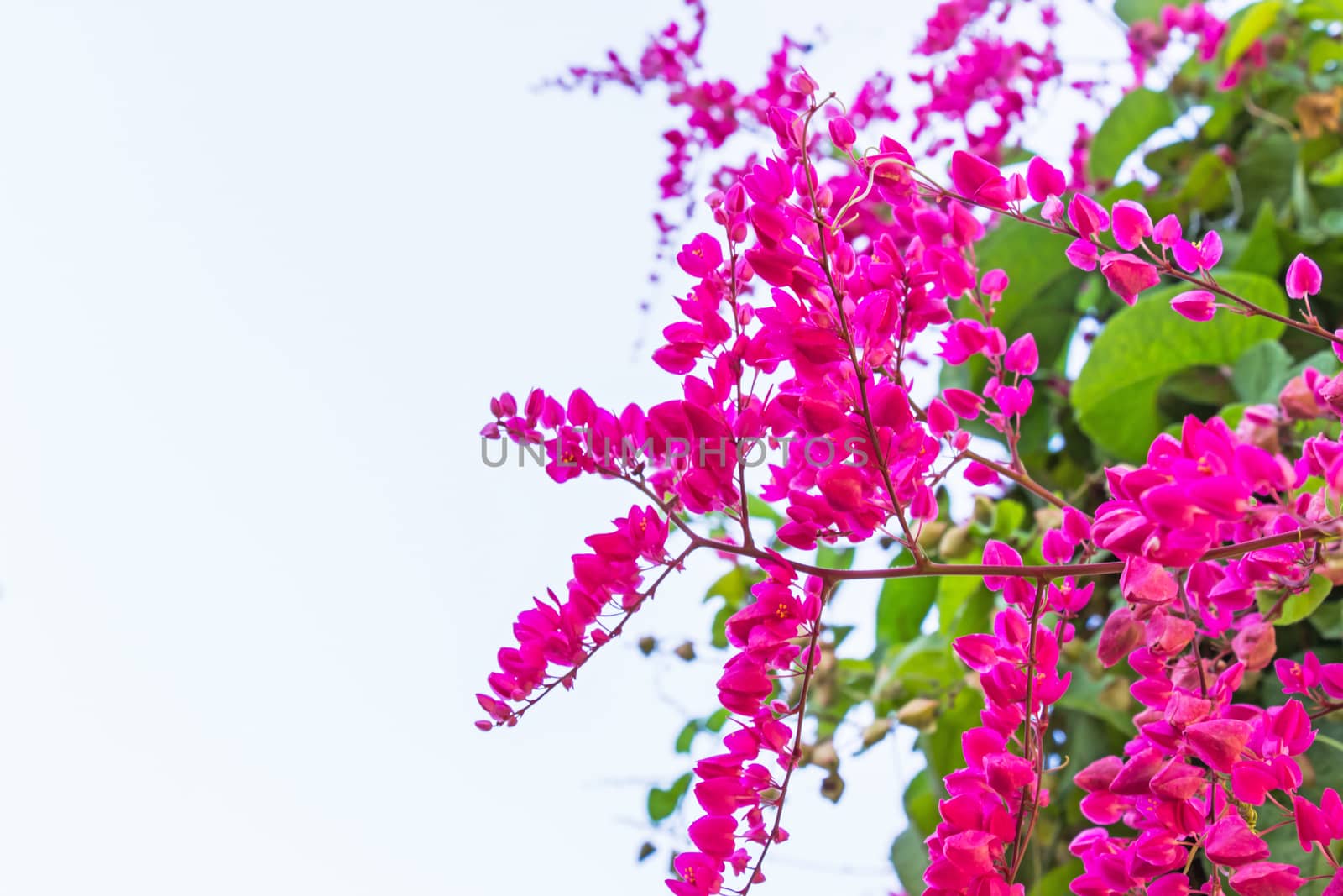 Mexican creeper, Antigonon leptopus is ornamental plant that is native to Mexico. It is a vine with pink or white flowers.