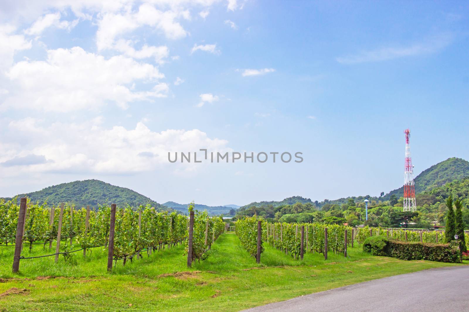 Grape farm and garden at near lake and mountain in day a bright sky and is popular tourist destination of Pattaya, Chonburi prefecture.