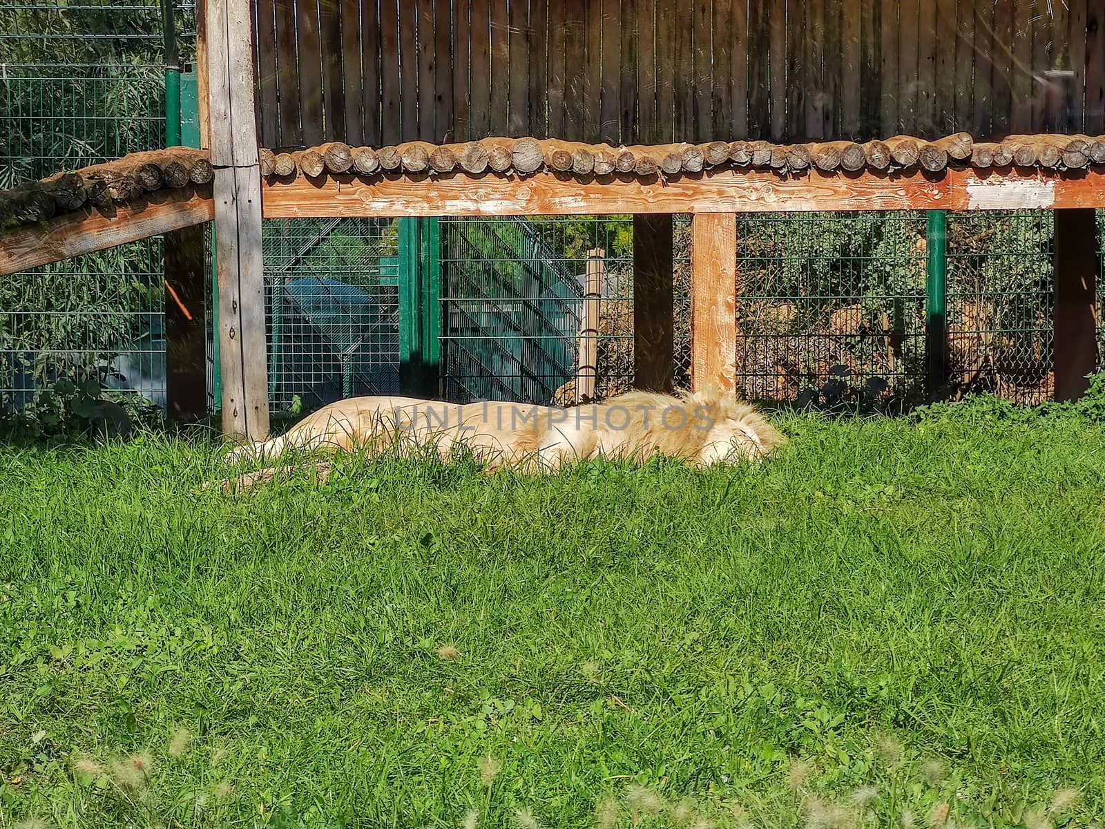 A big lion sleeping in the zoo by devoxer