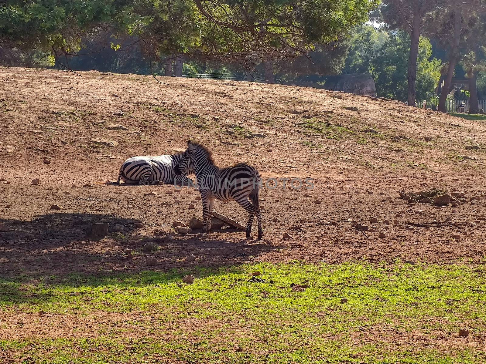 Two zebras one of them sitting and the other standing