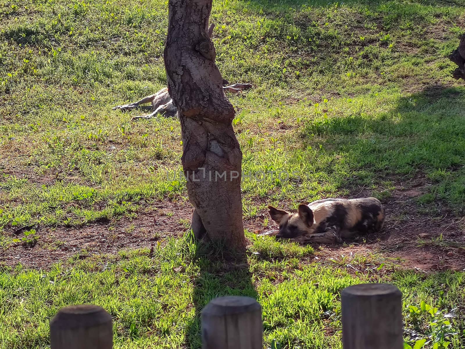 a hyena sleeping in the zoo