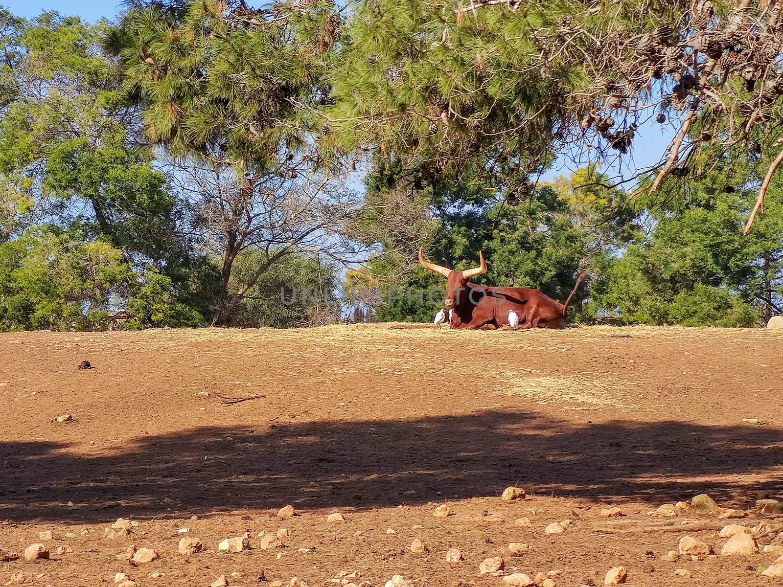 the indian bull sits next to two birds