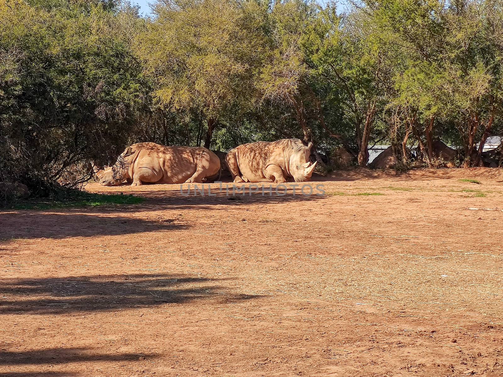 Two beautiful rhinos sitting by devoxer
