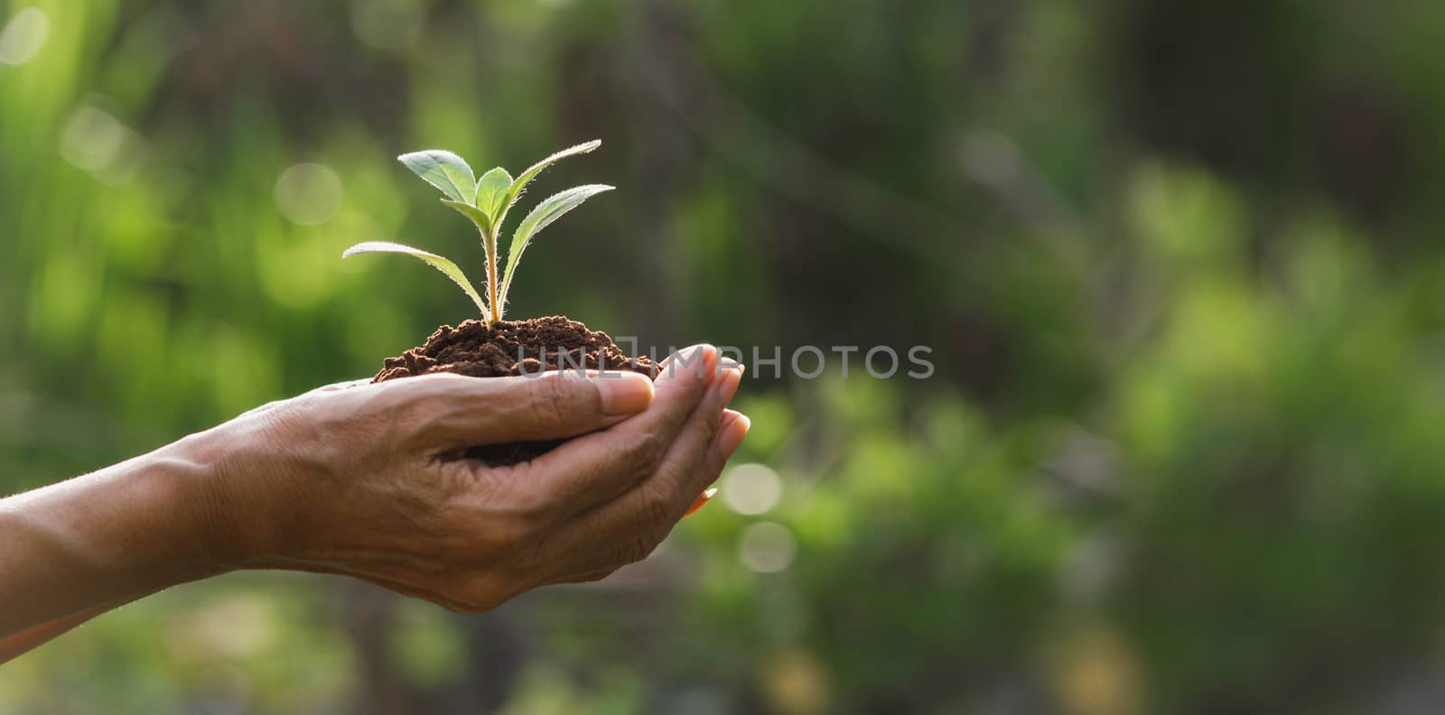 Hand holding a green and small plant. Green fresh plants on nature background.