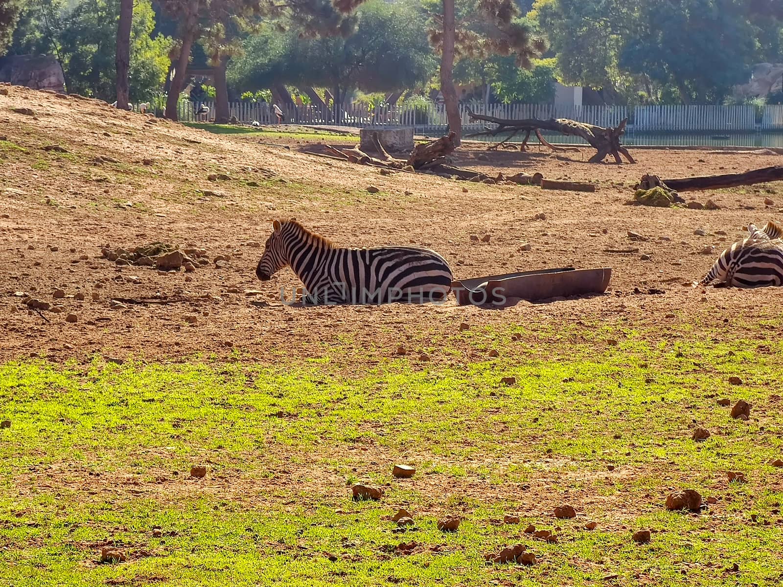 Two zebras leying down by devoxer