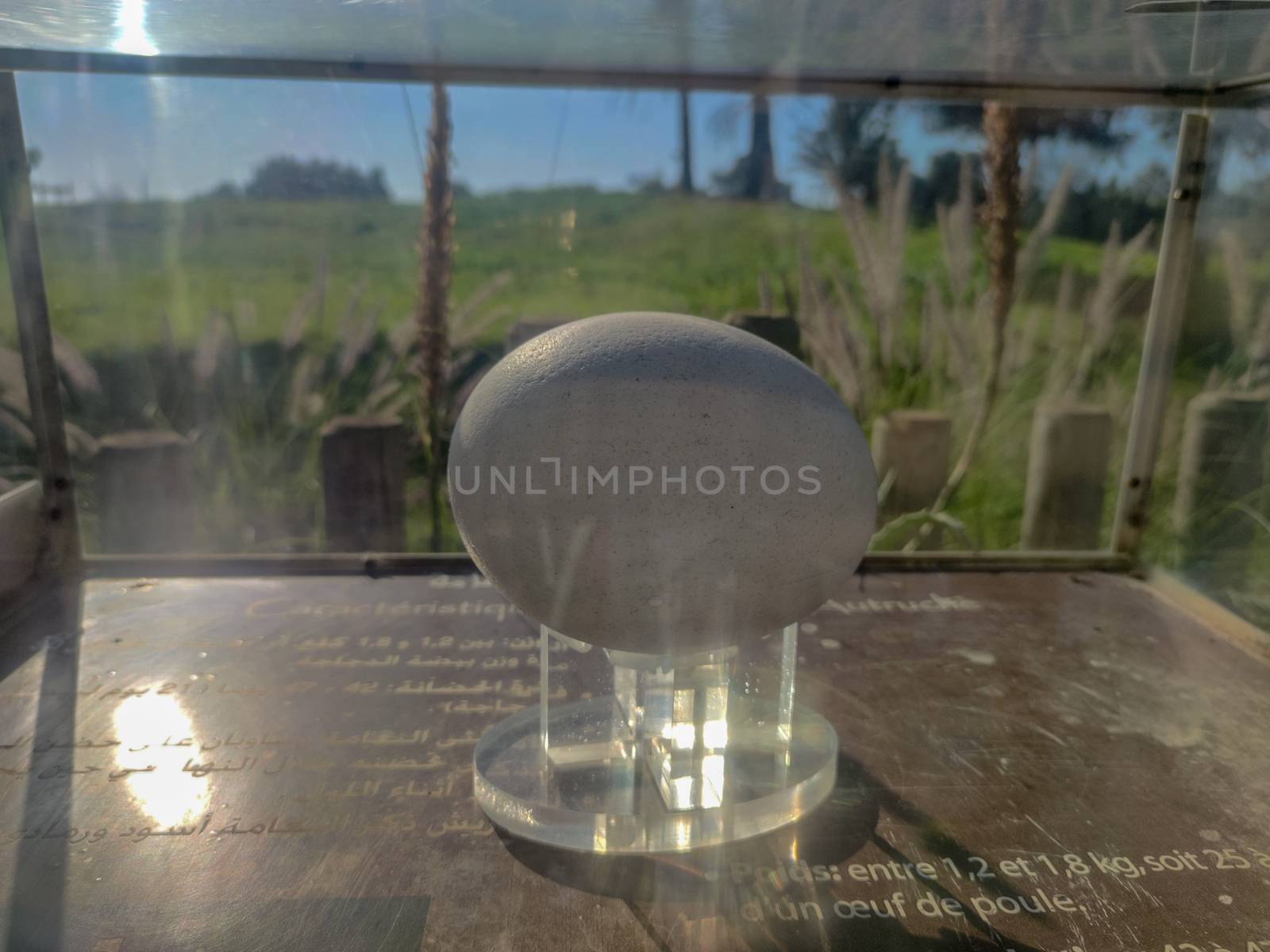 An ostrich egg in a glass by devoxer