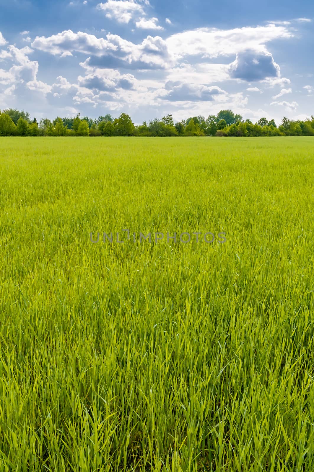 A field of green wheat under a cloudy sky, in Pirogovo near Kiev